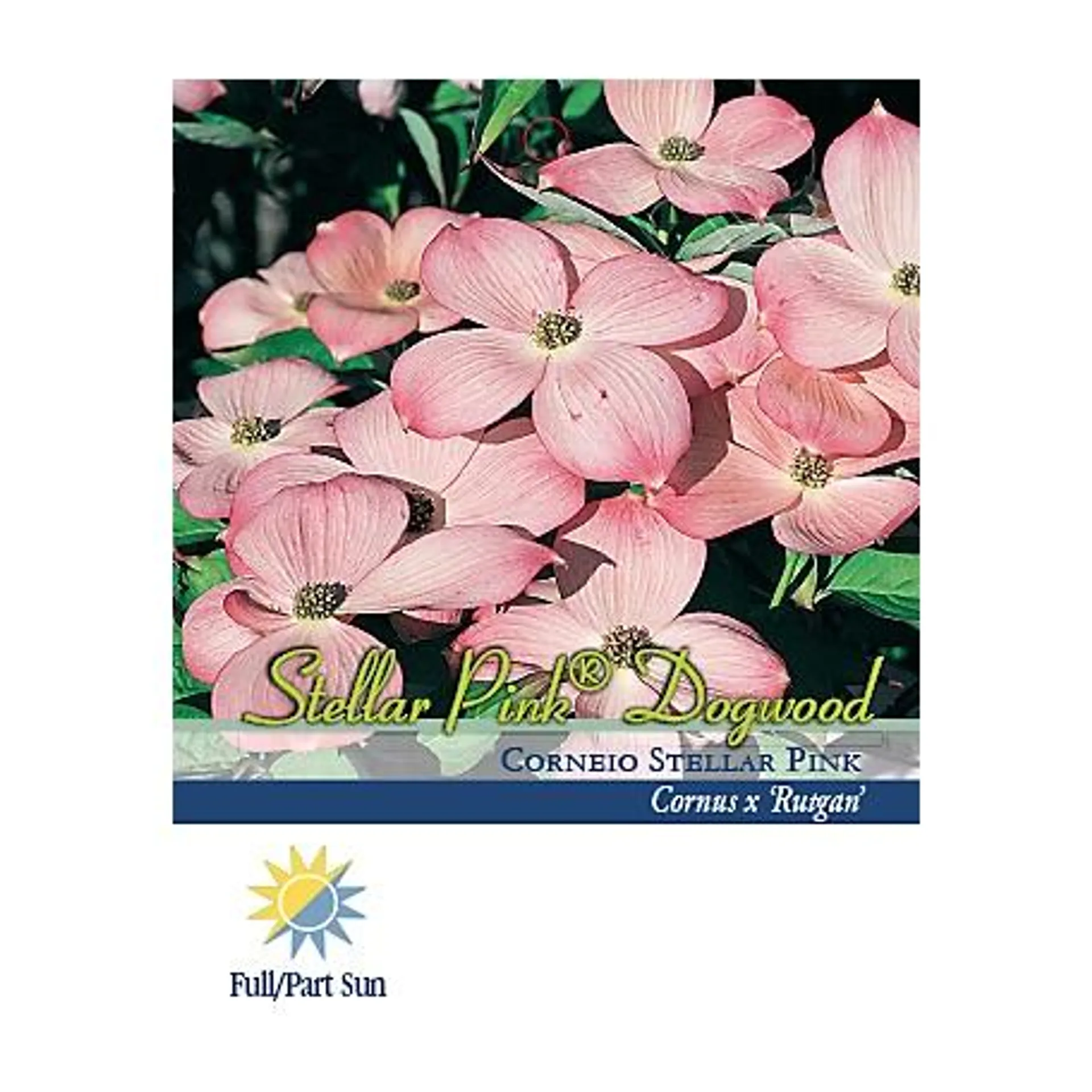 Pirtle Nursery 2.93 gal. Steller Pink Dogwood Tree, #3