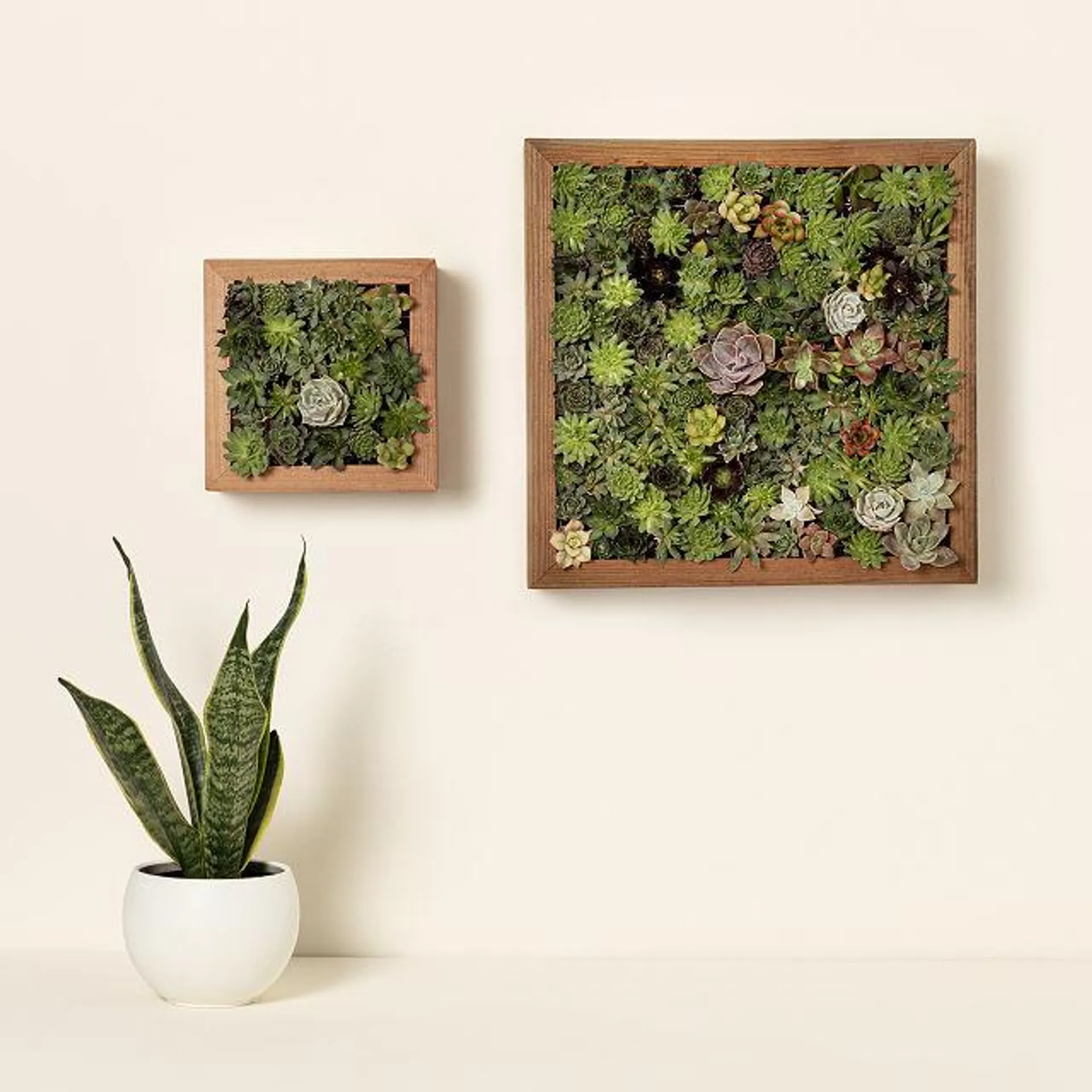 Living Art Succulent DIY Kit