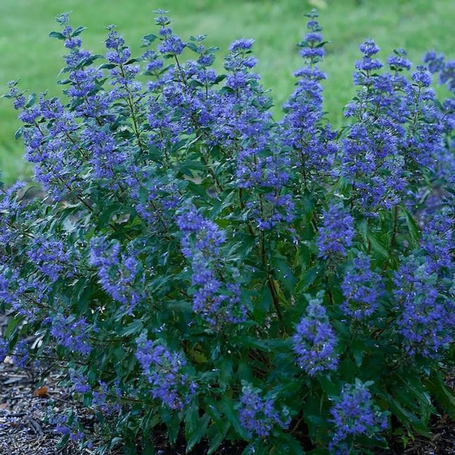 Proven Winners Beyond Midnight Bluebeard (Caryopteris) Flowering Shrub in 1 -Quart Pot 1.0 -Pack with Blue Blooms