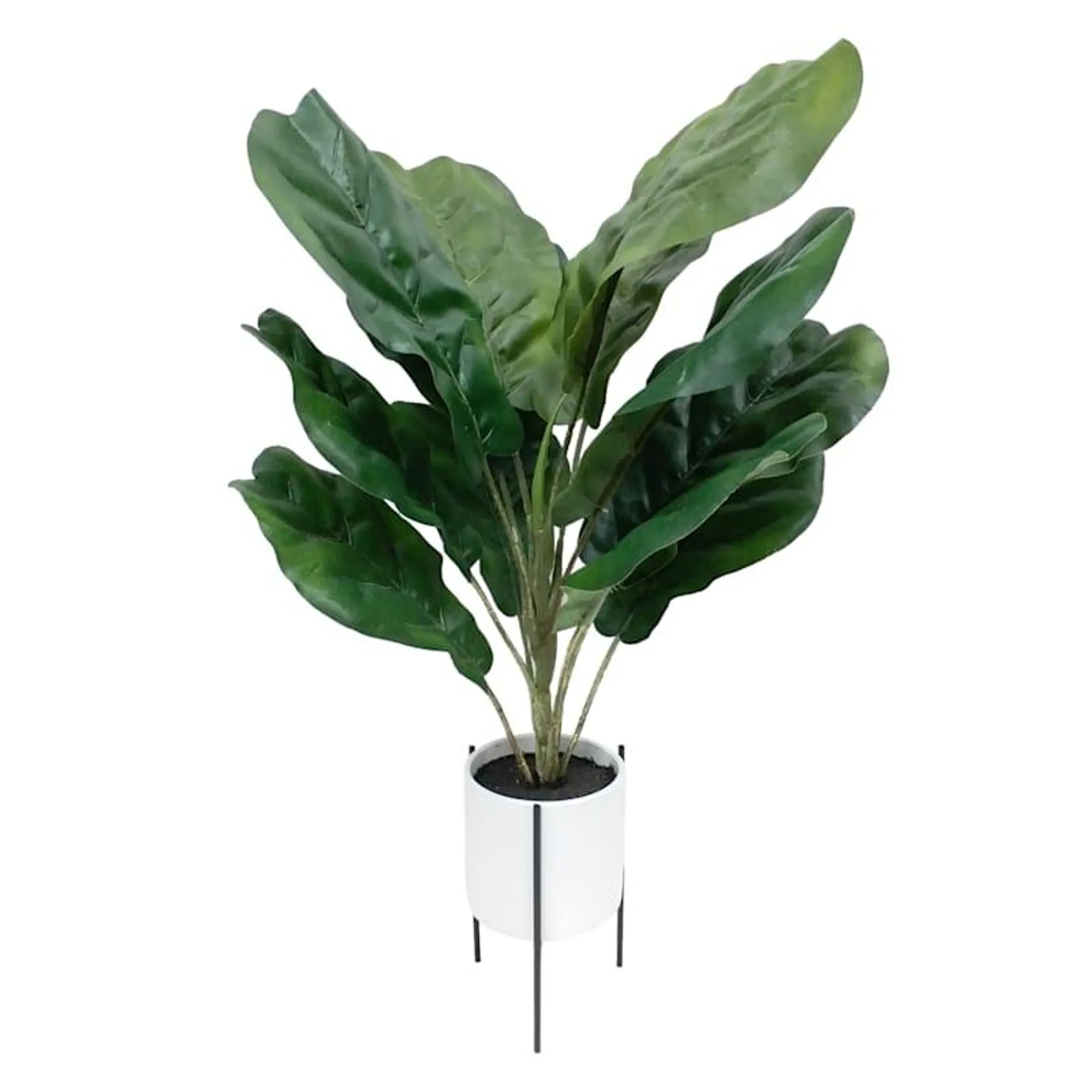 Fiddle Leaf Fig in White Pot with Stand, 24"