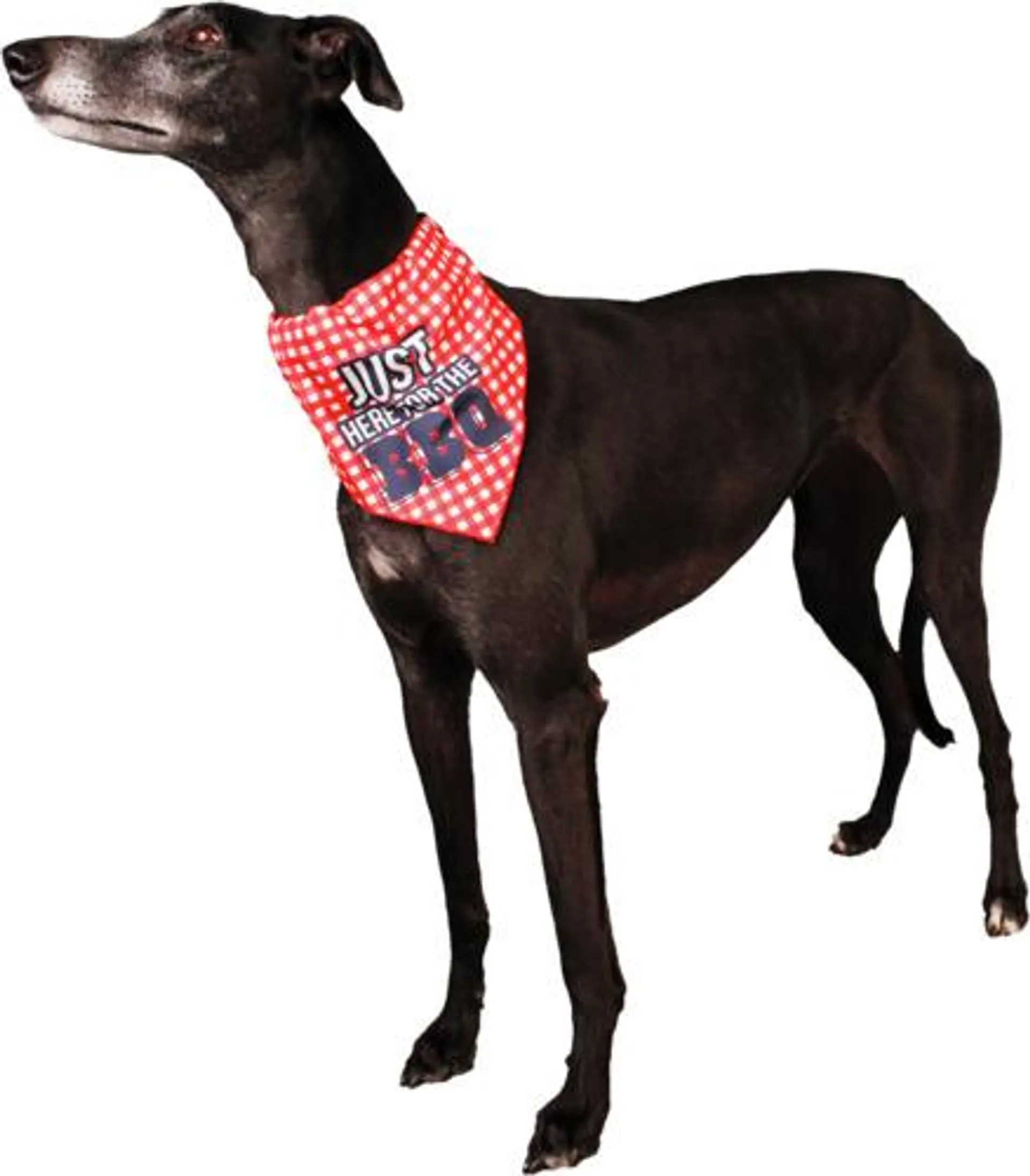 Play On Spring/Summer BBQ Bandana Set, Medium/Large