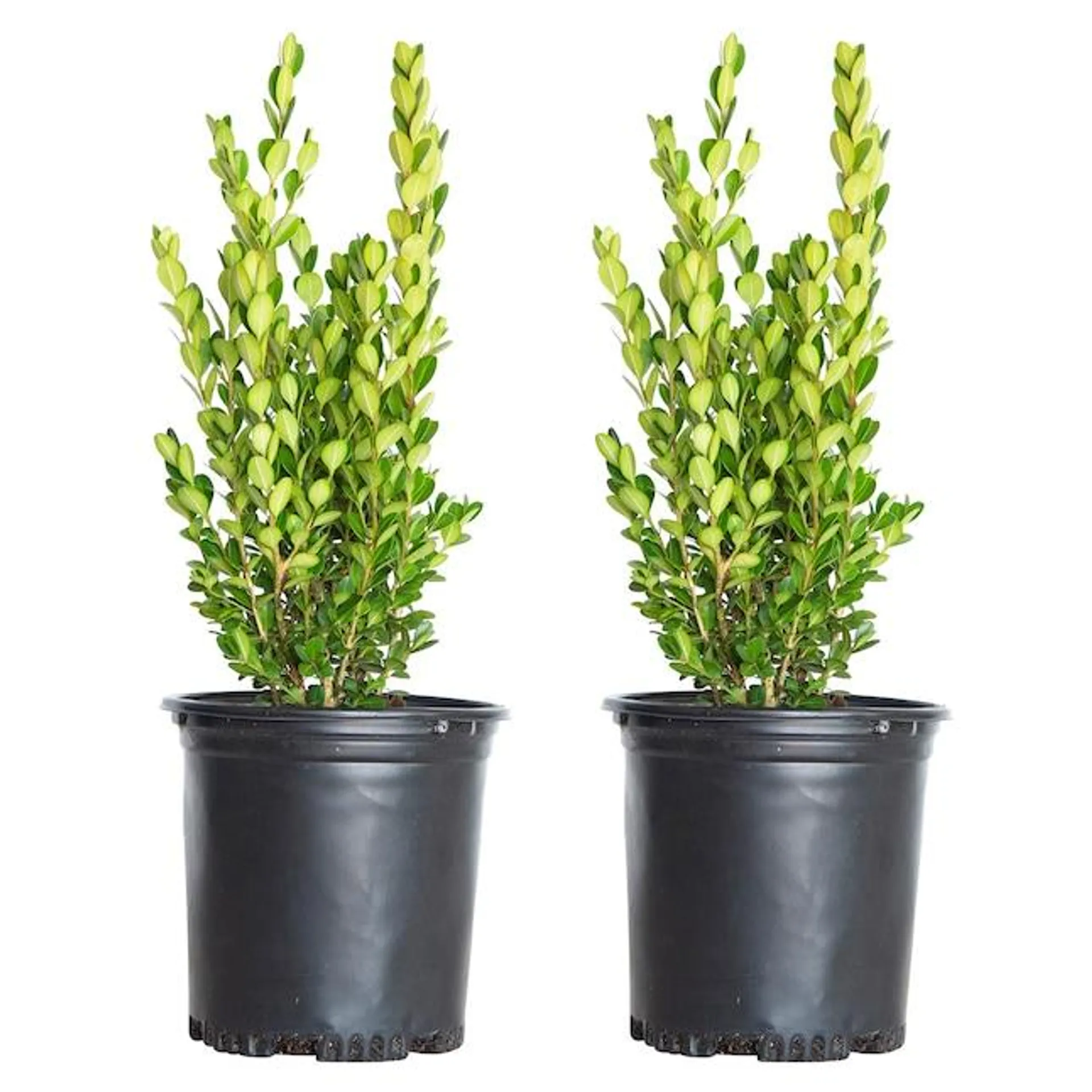 Flowerwood Wintergreen Boxwood Foundation/Hedge Shrub in 2.5-Quart Pot 2-Pack