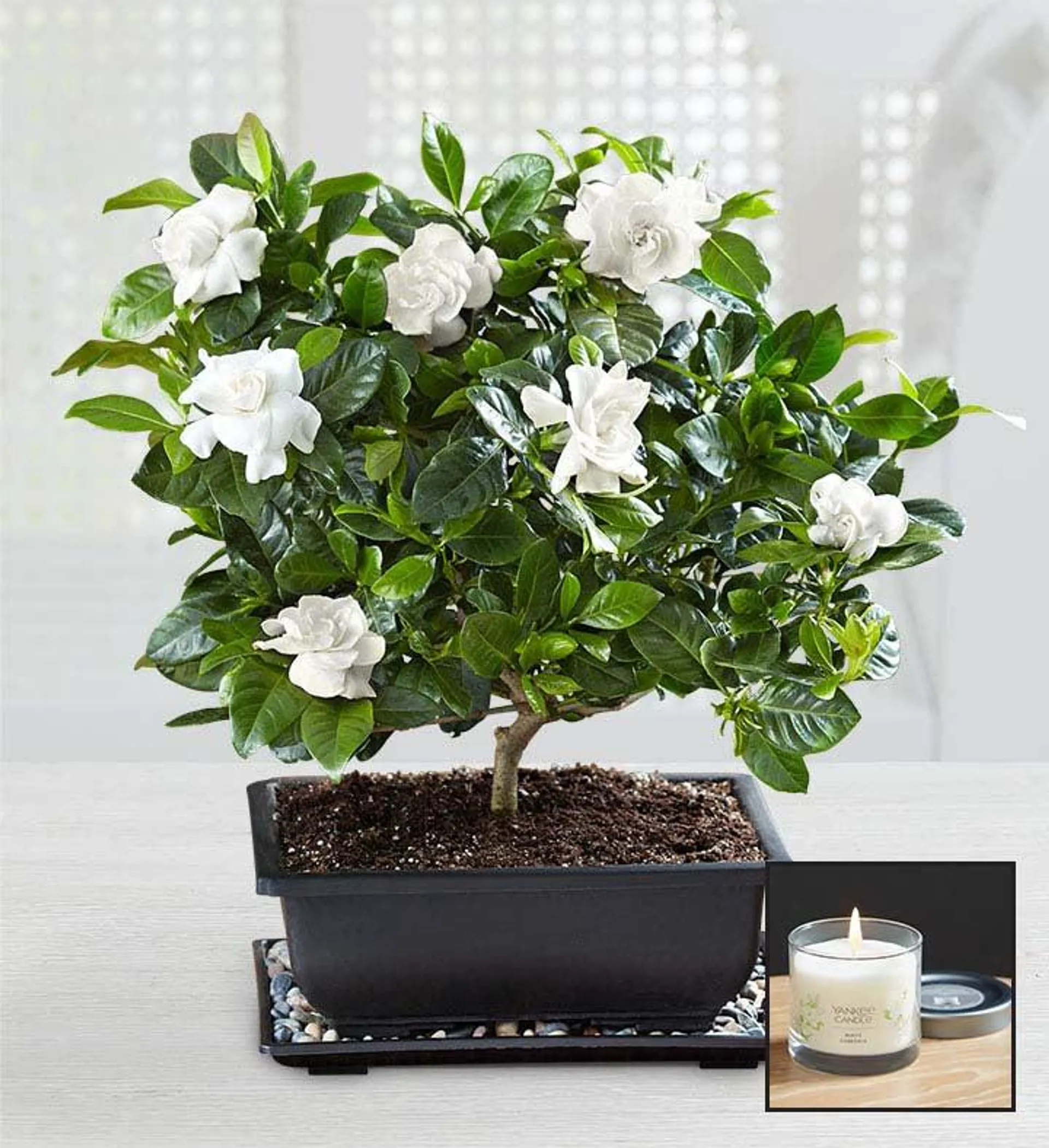 Gardenia Bonsai