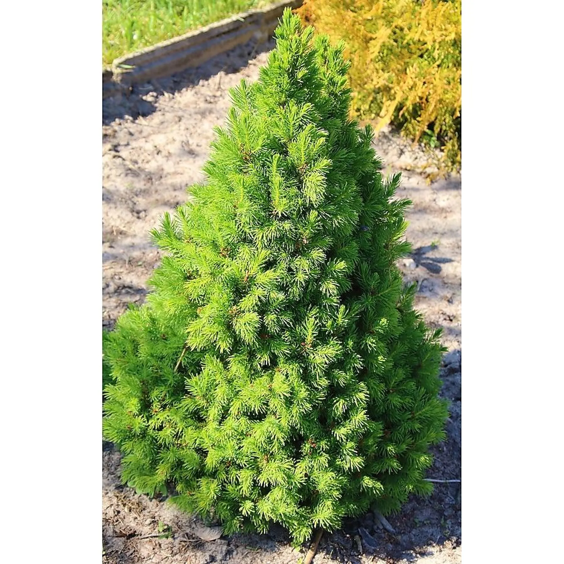 Dwarf Alberta Spruce Feature Shrub in 1-Gallon Pot