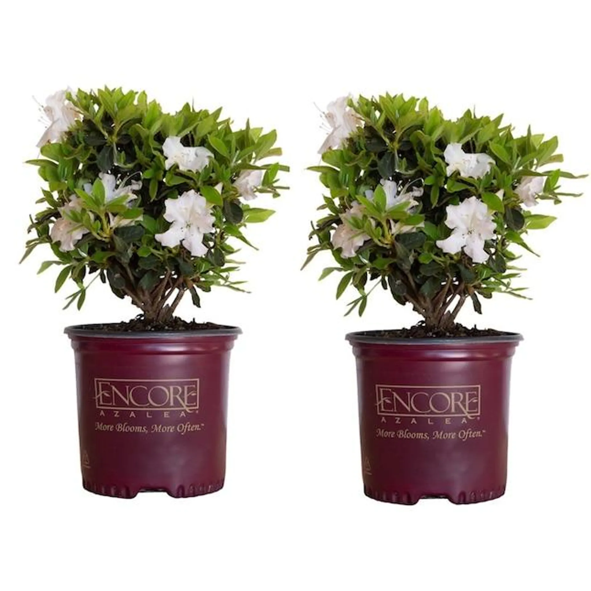 Encore Azalea White Autumn Lily Azalea Flowering Shrub in 1-Gallon Pot 2-Pack