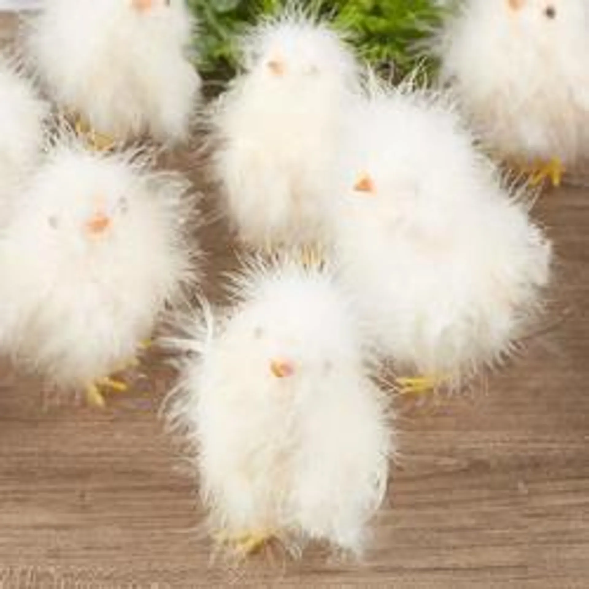 Artificial Fuzzy Baby Chicks (Package of 12 pieces)