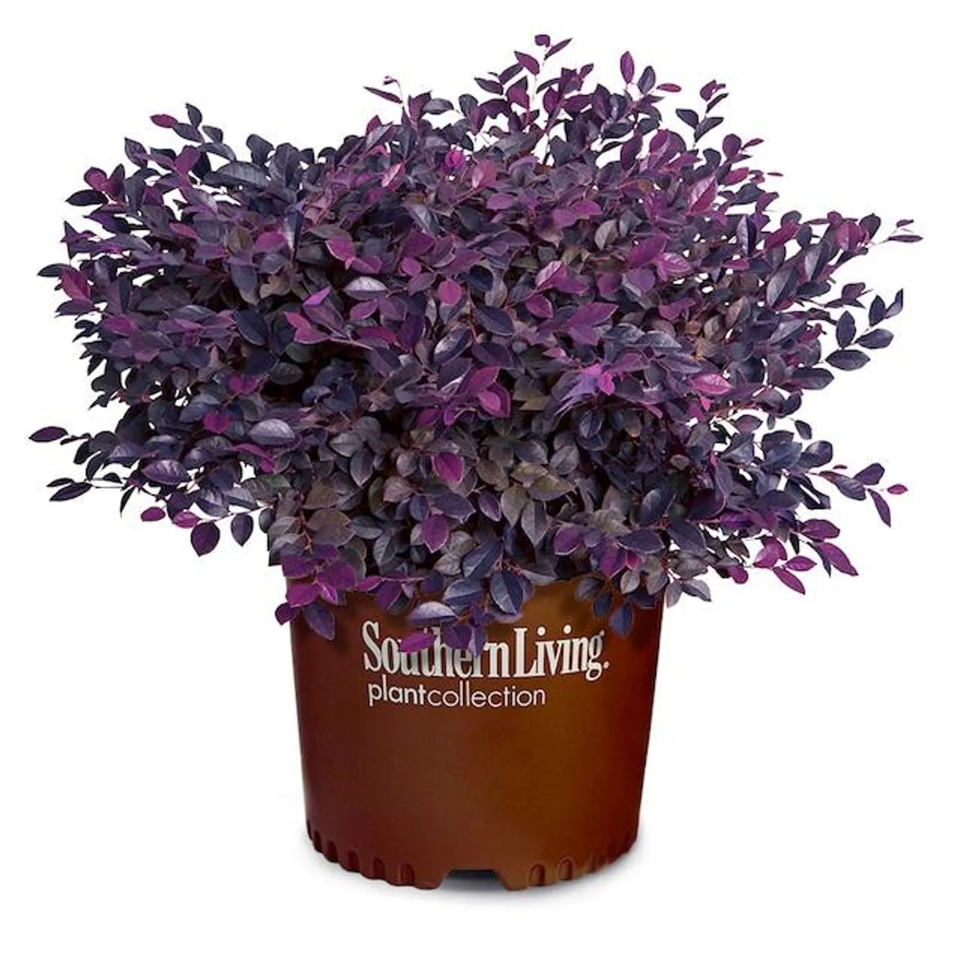 Southern Living Plant Collection Purple Daydream Loropetalum Foundation/Hedge Shrub in 2.5 -Quart Pot 1 -Pack with Pink Blooms
