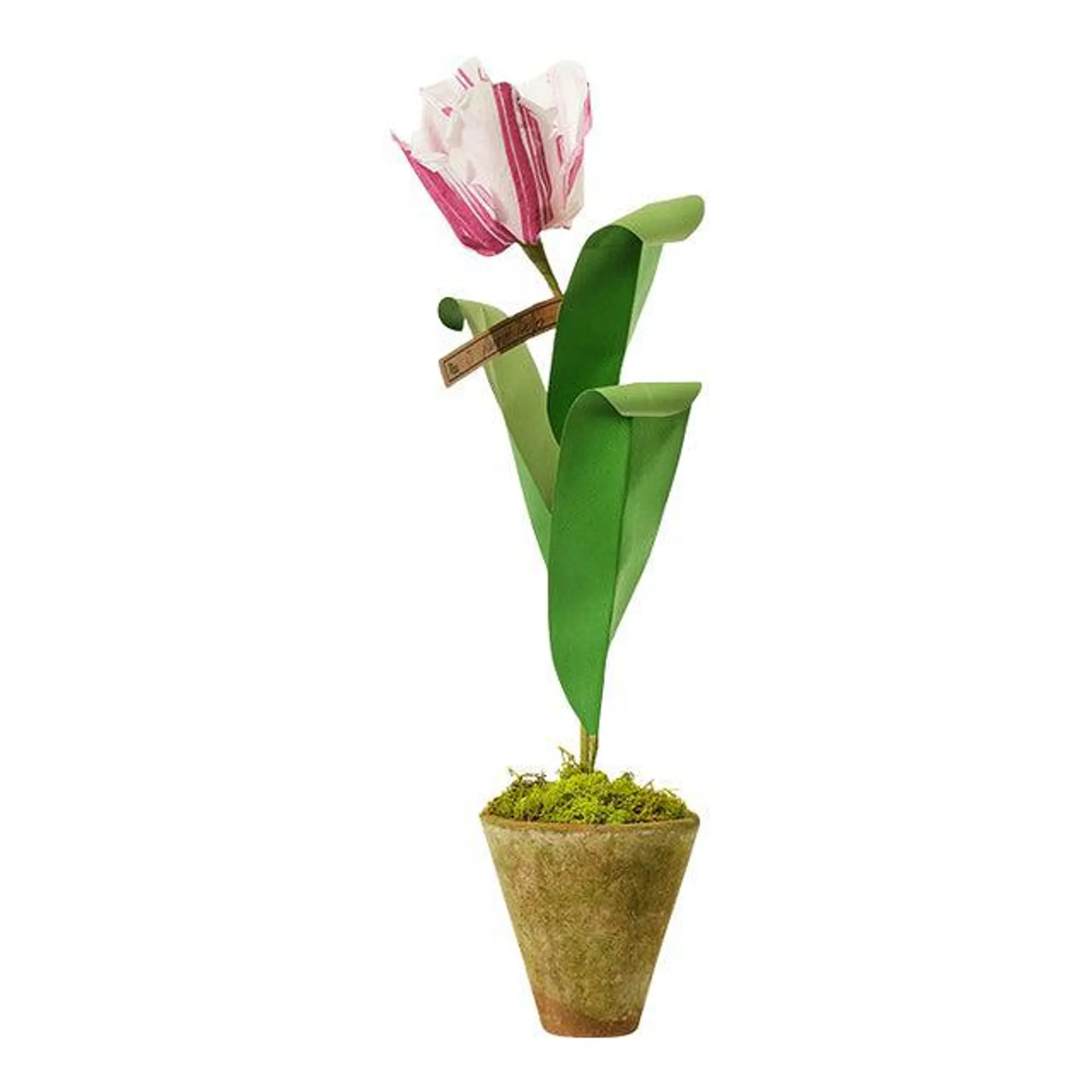 The Green Vase x Chairish Mini Tulip Plant in White with Purple Stripe