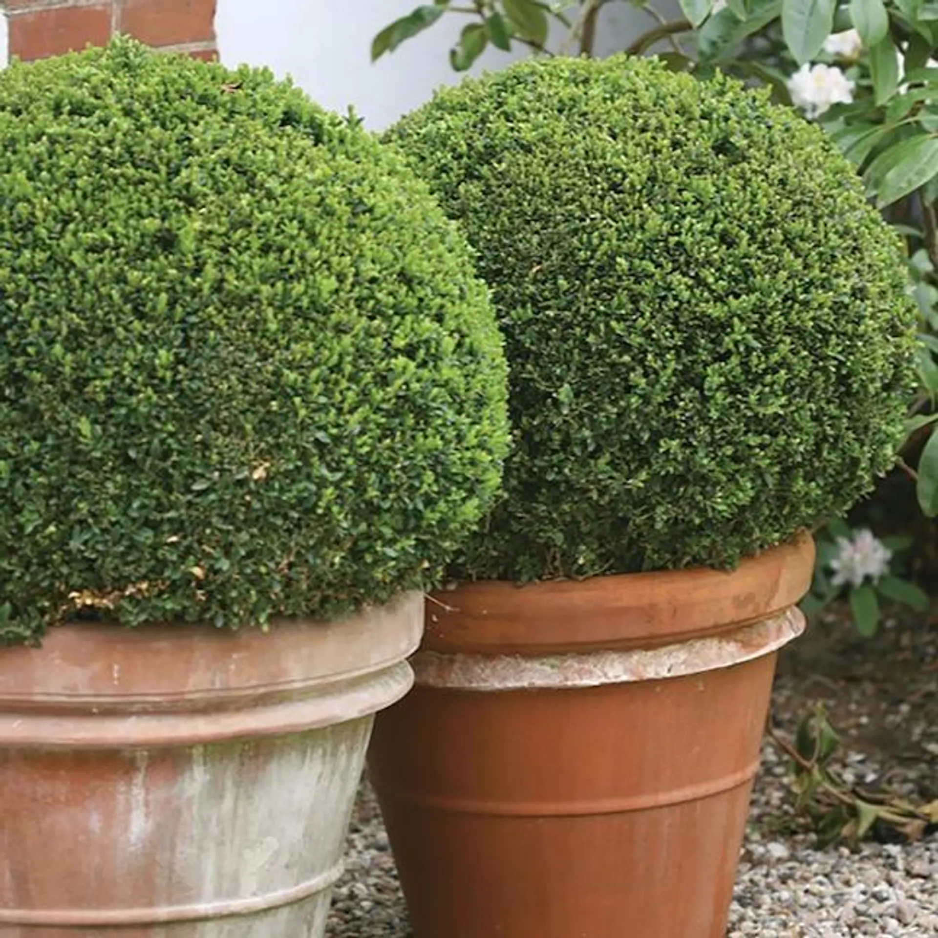 Proven Winners Sprinter Boxwood (Buxus) Foundation/Hedge Shrub in 1-Quart Pot