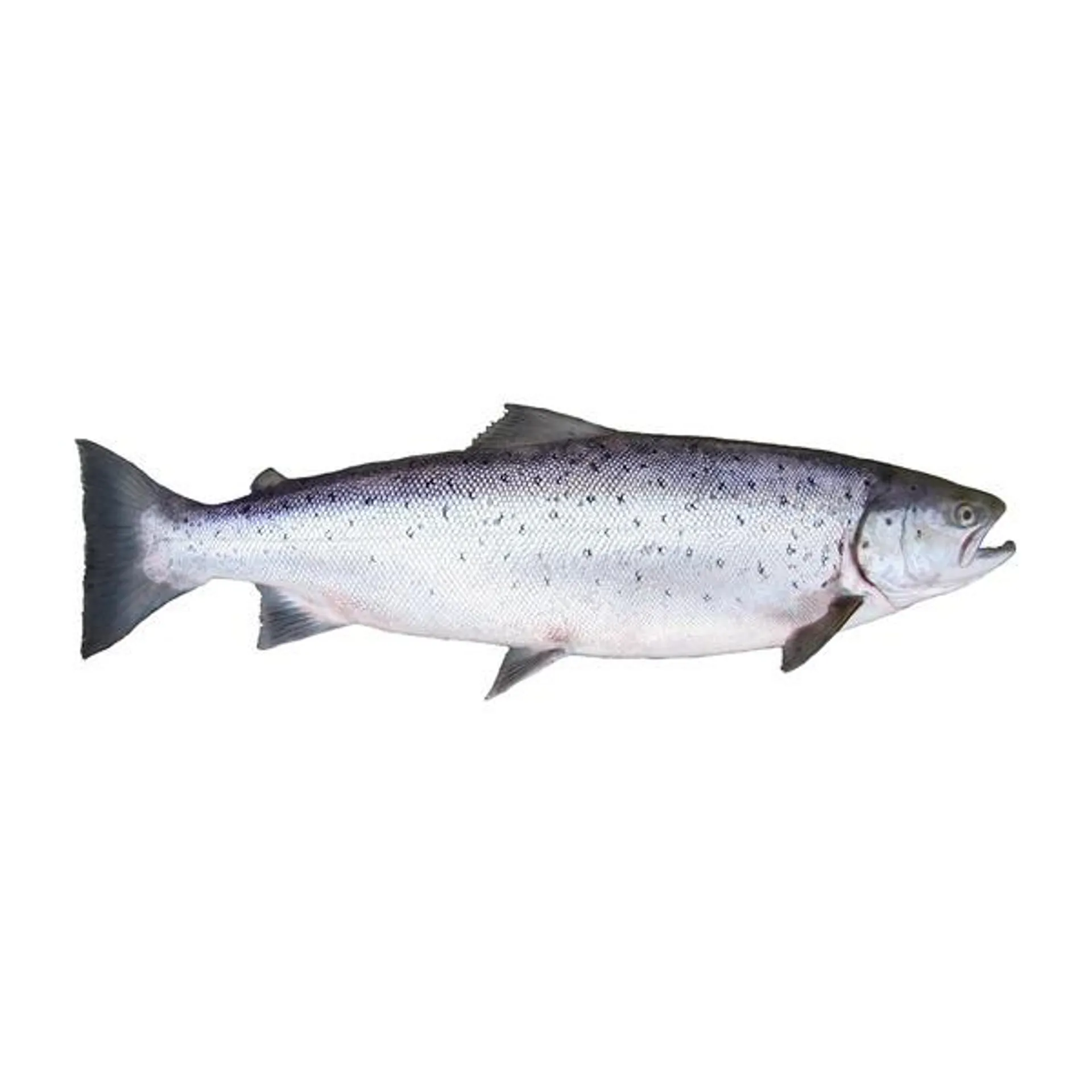 Wild Caught Coho Salmon