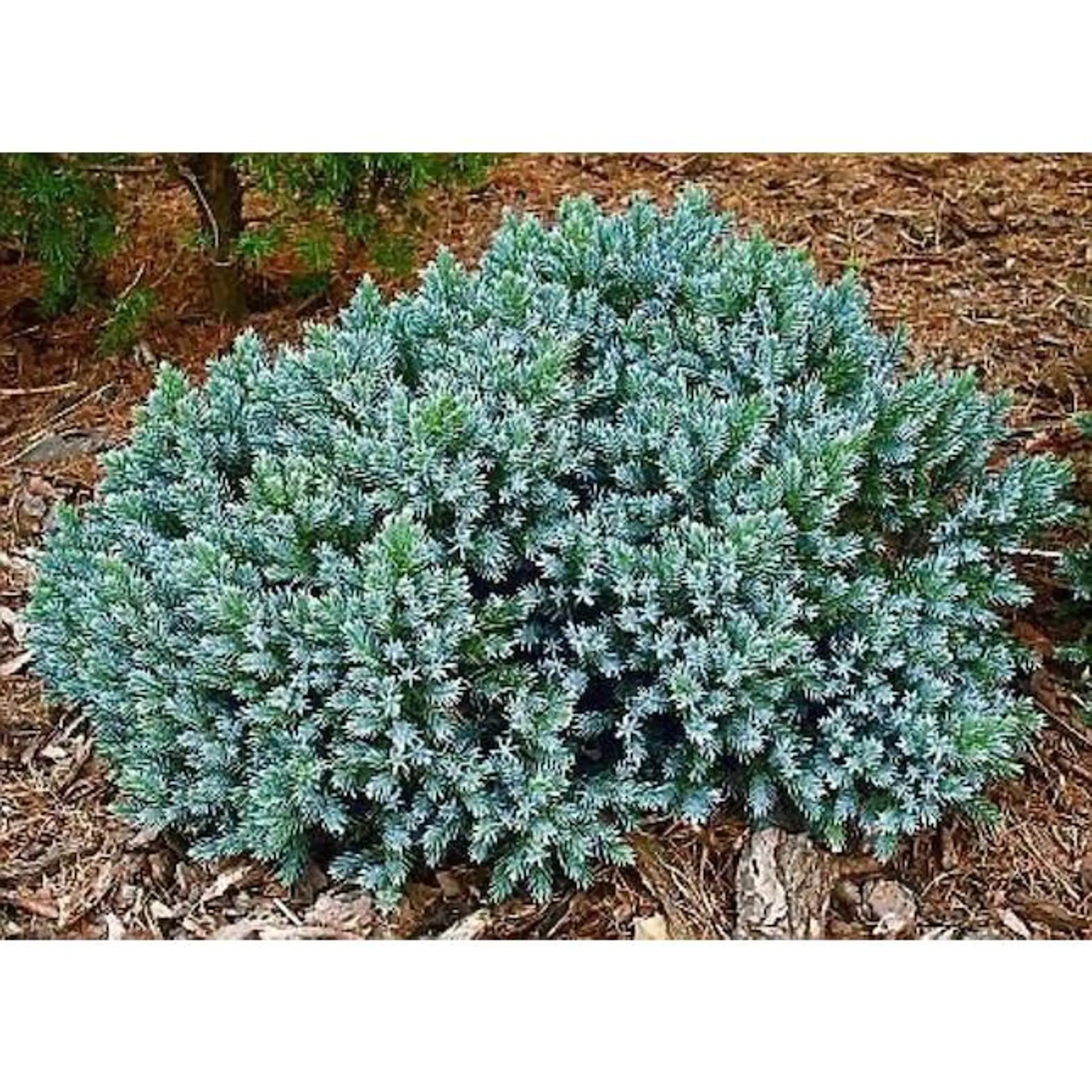 Blue Star Juniper Feature Shrub in 1-Gallon Pot