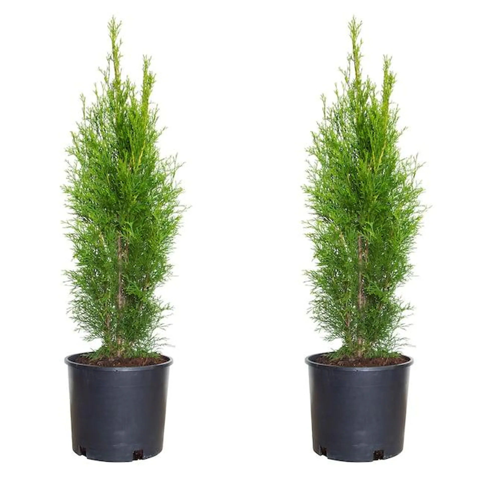 Flowerwood Emerald Green Arborvitae Screening Shrub in 2.5 -Gallon Pot 2 -Pack