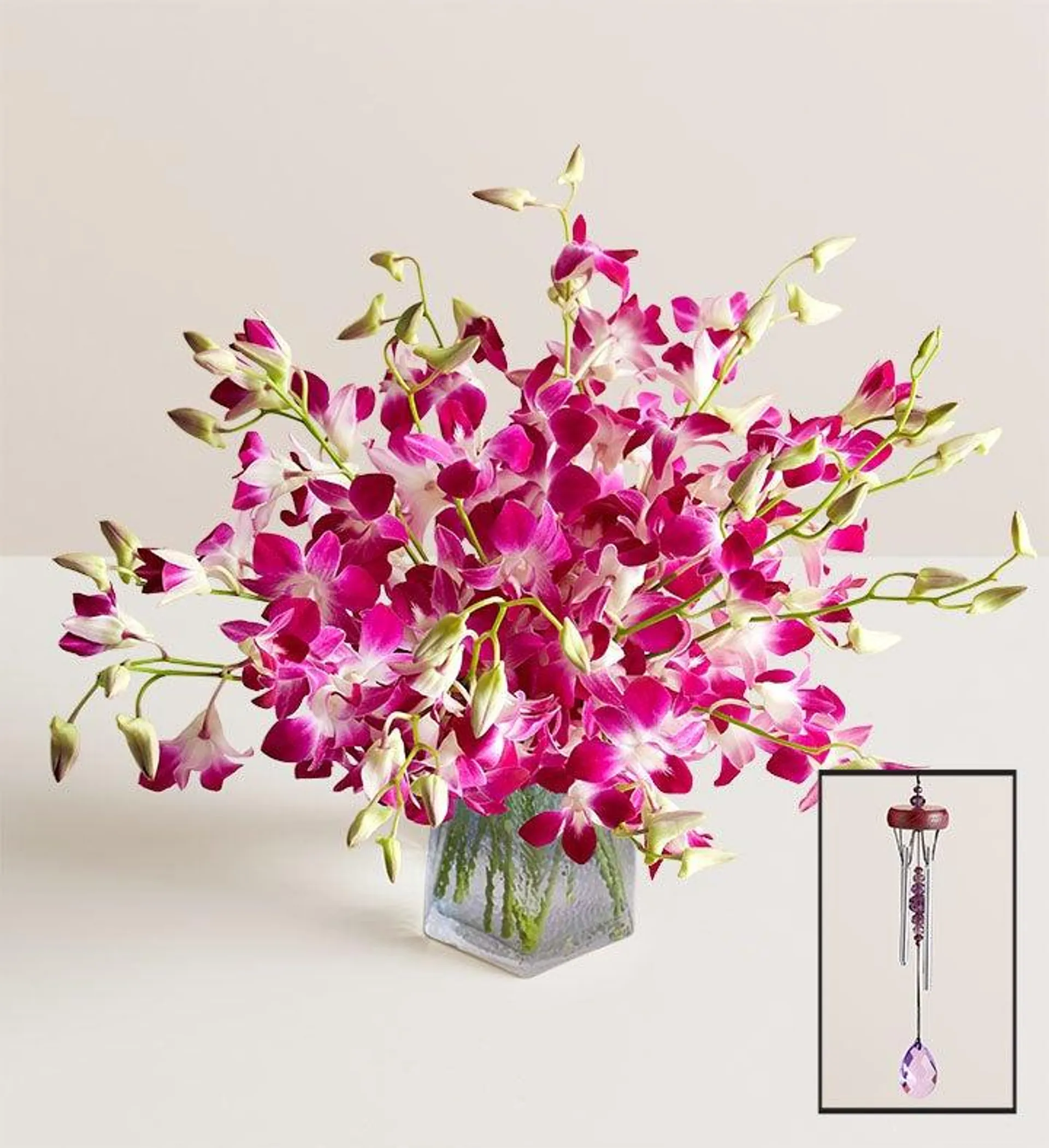 Exotic Breeze™ Orchids