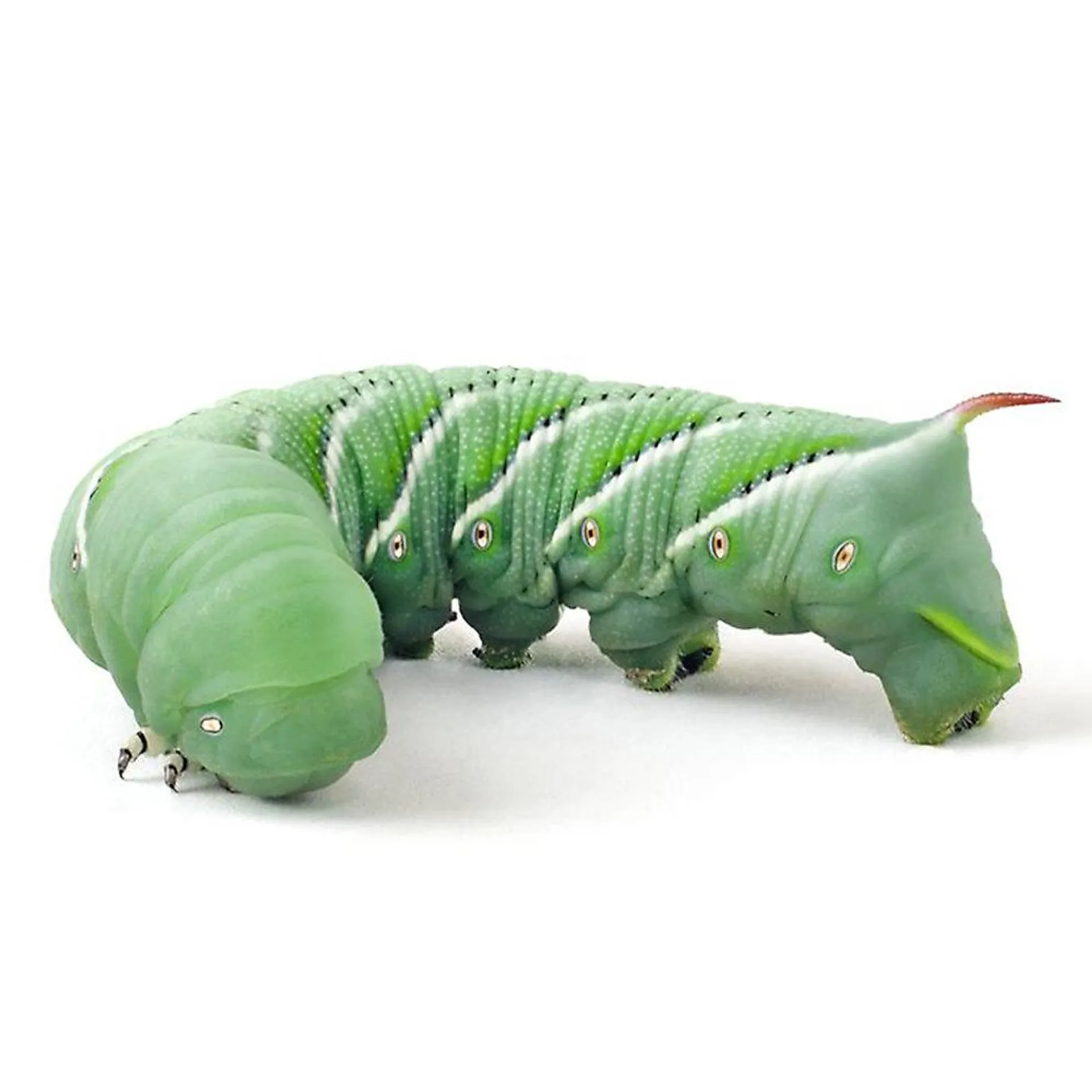 Live Hornworms - 4 Count Cup