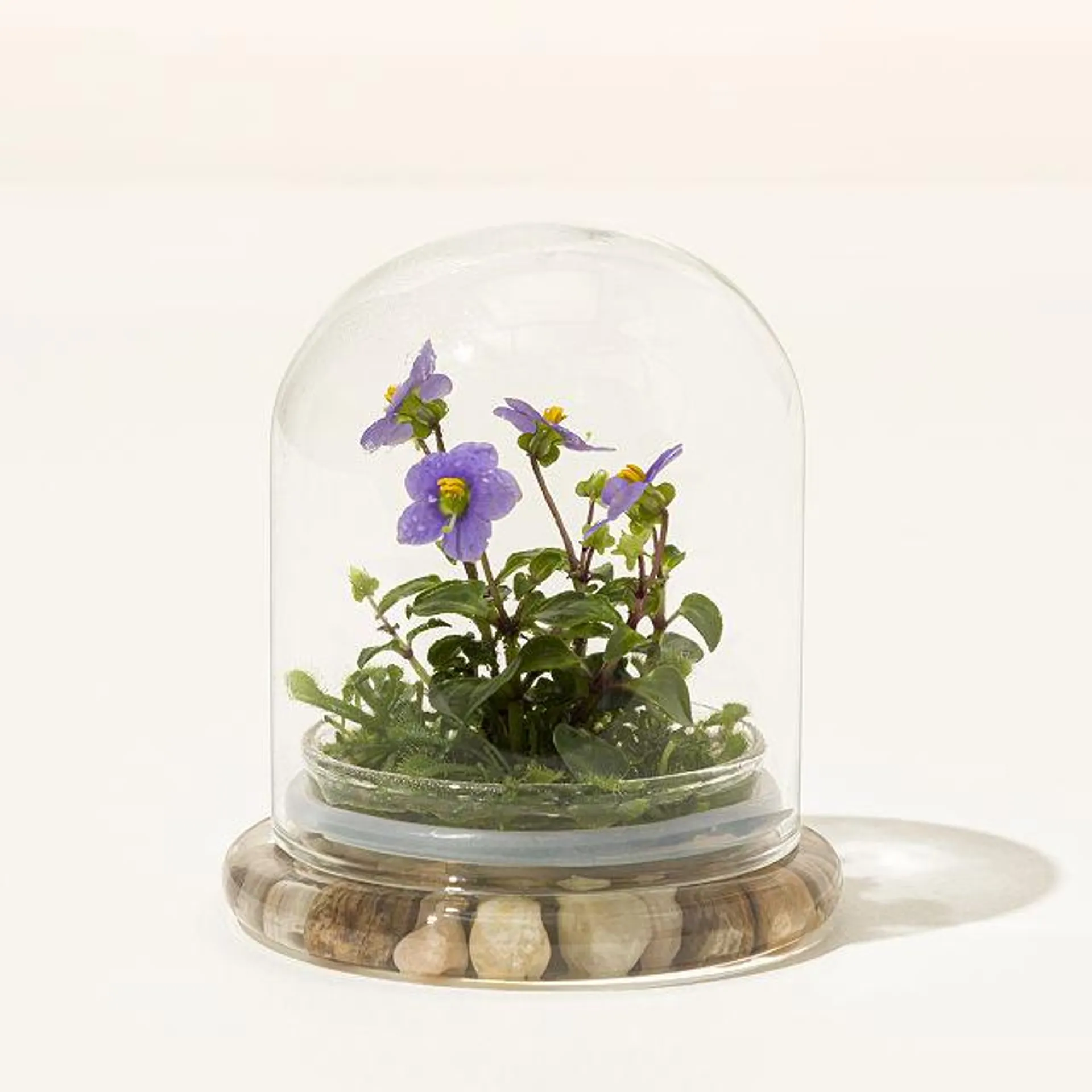 Everlasting Persian Violet Terrarium