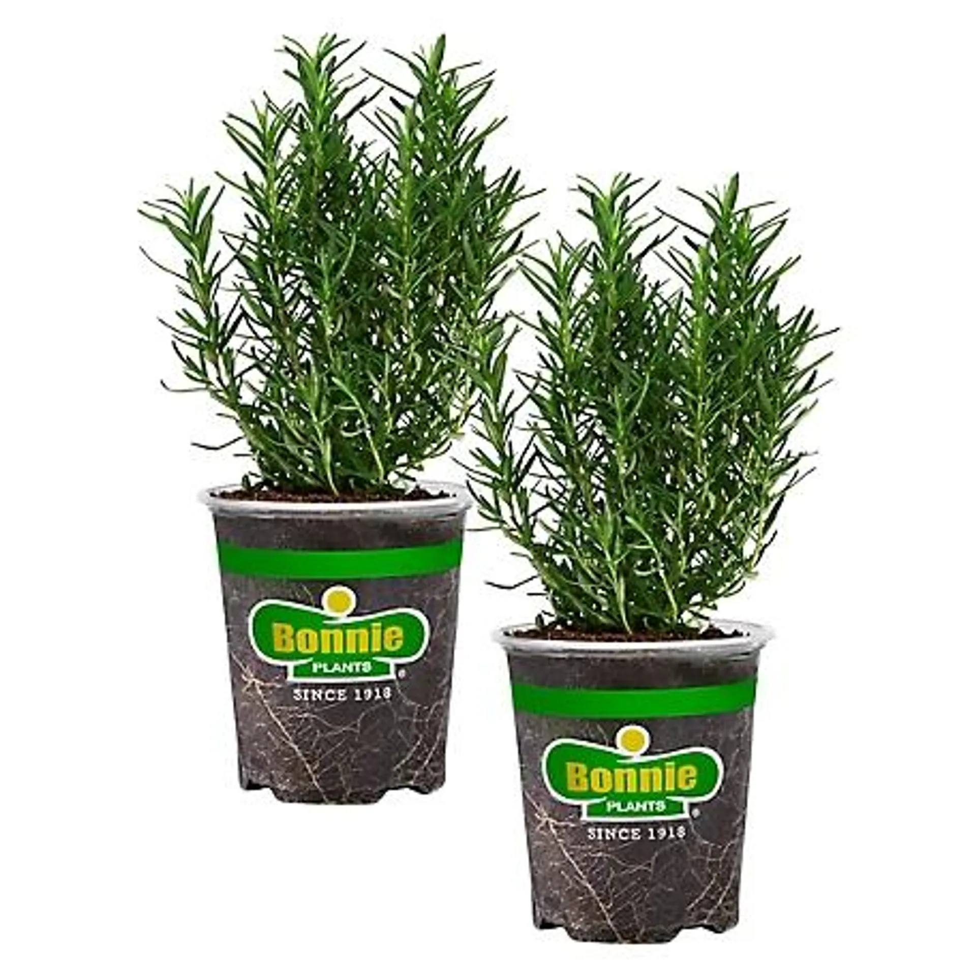 Bonnie Plants 19.3 oz. Rosemary, 2 Pack