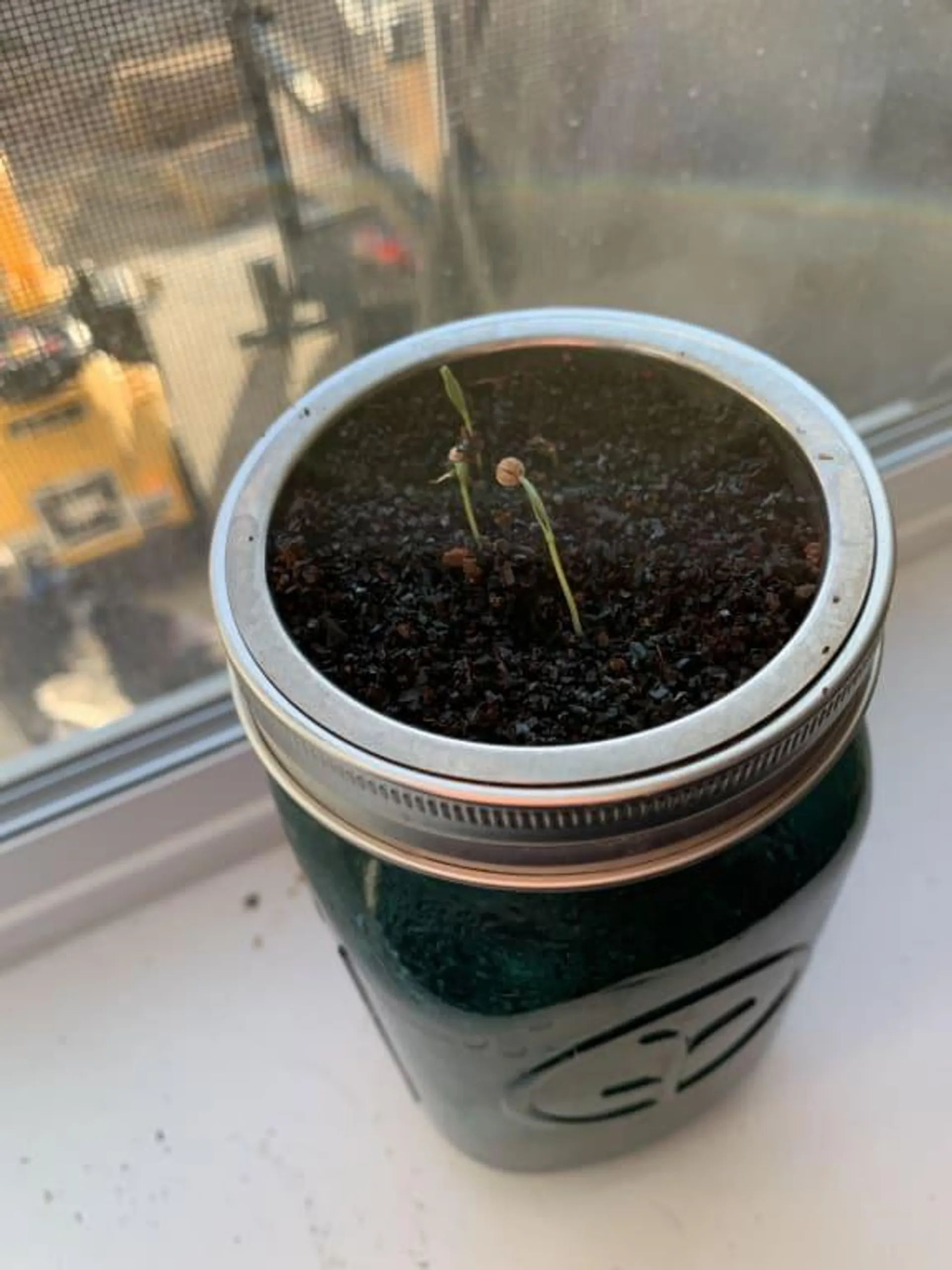 Mason Jar Indoor Herb Garden