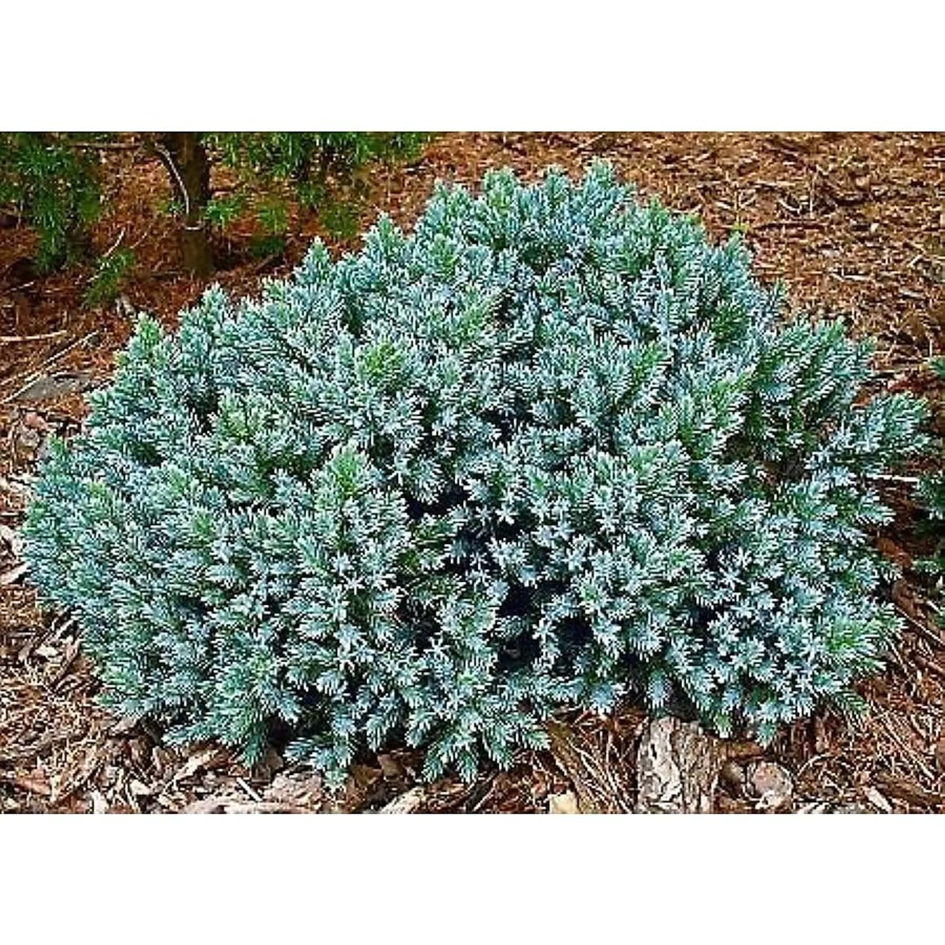 Blue Star Juniper Feature Shrub in 1-Gallon Pot