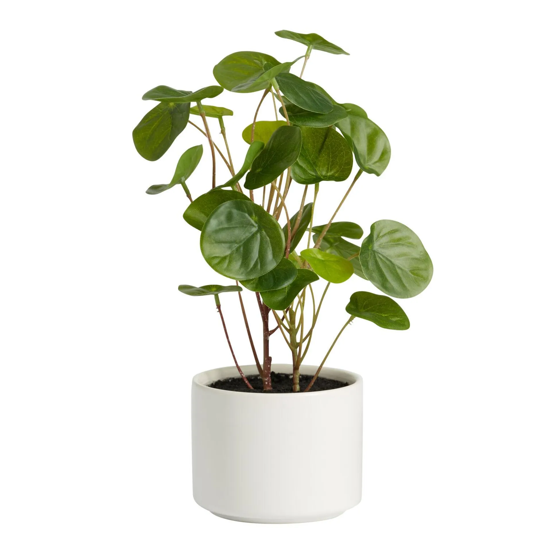 Faux Chinese Money Plant in Ceramic Pot