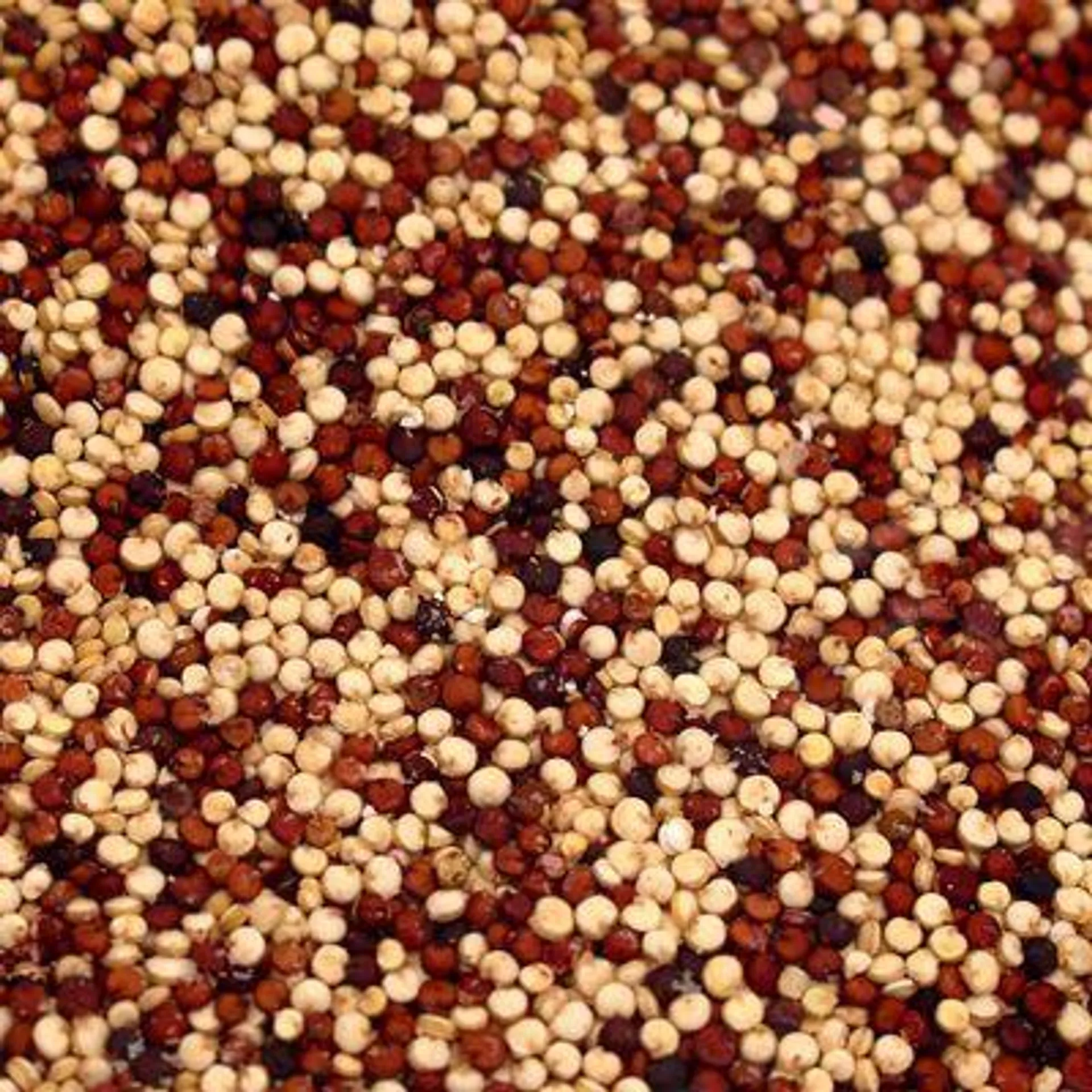 Tricolor Quinoa