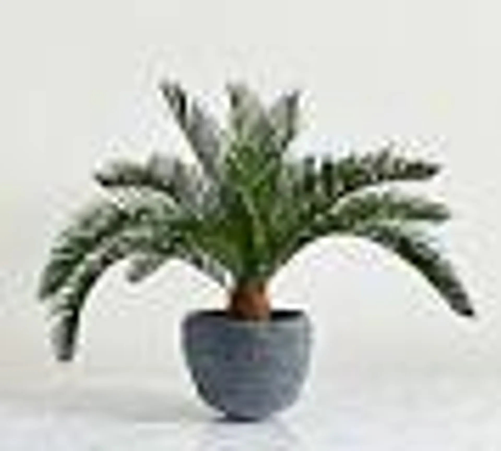 Pineapple Palm Potted Houseplant