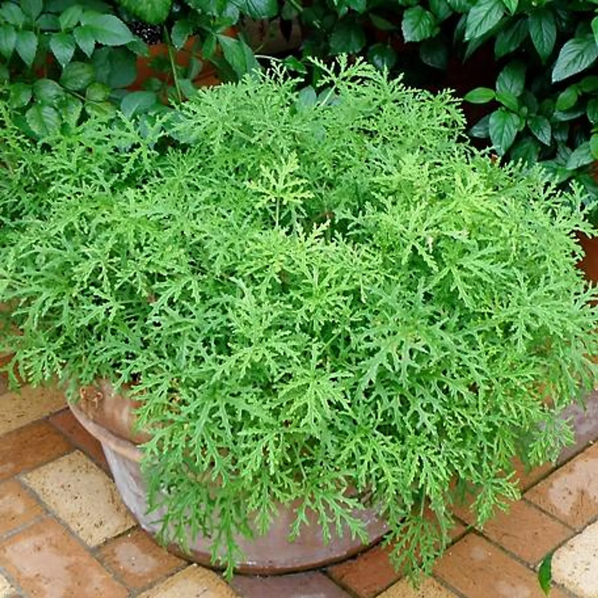 Bonnie Plants 2.32 qt. Citronella