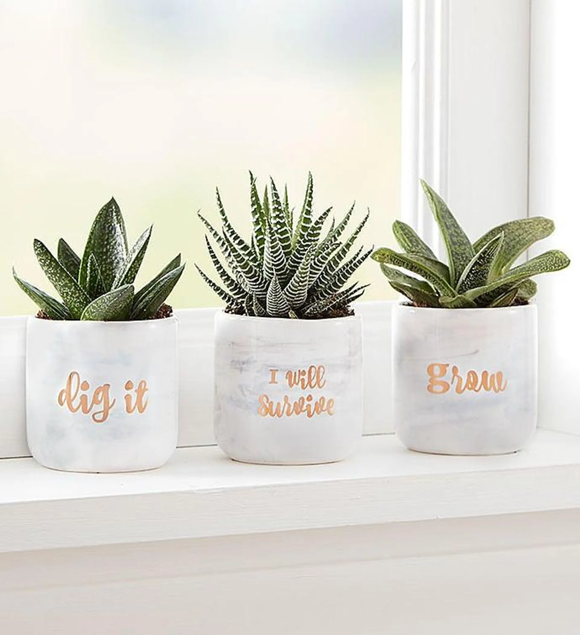 “Dig It” Succulent Trio