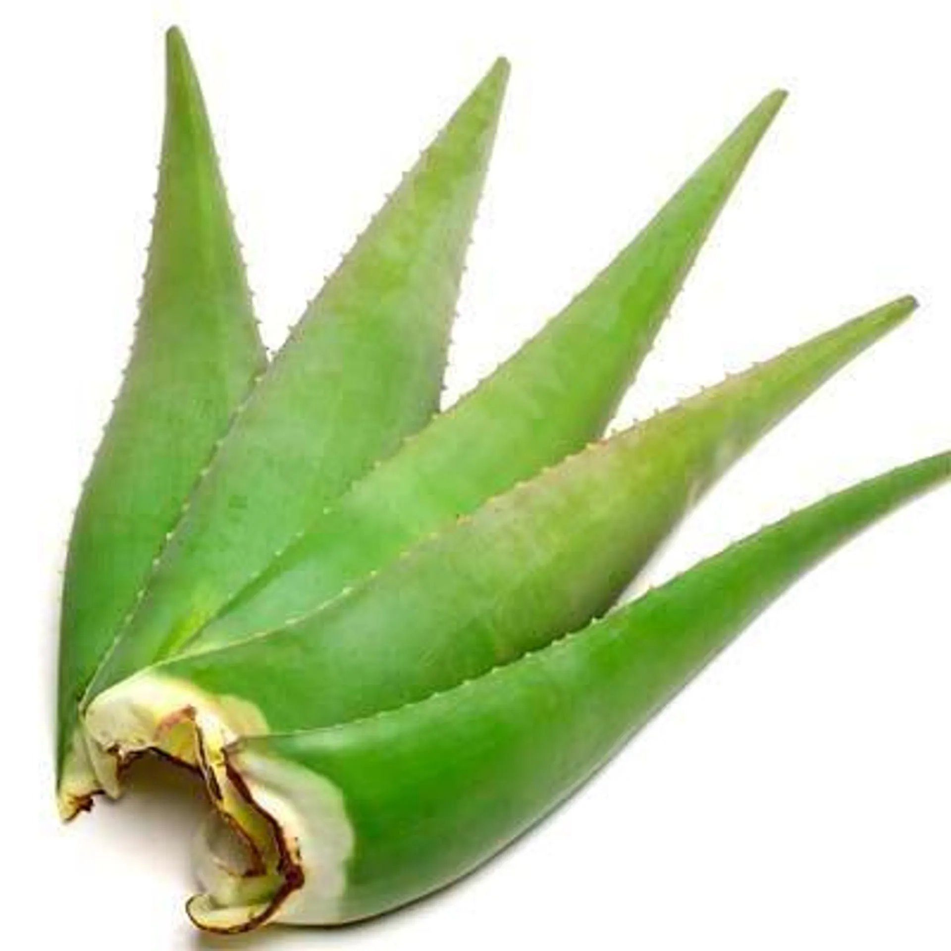 ALOE LEAF ORGANIC