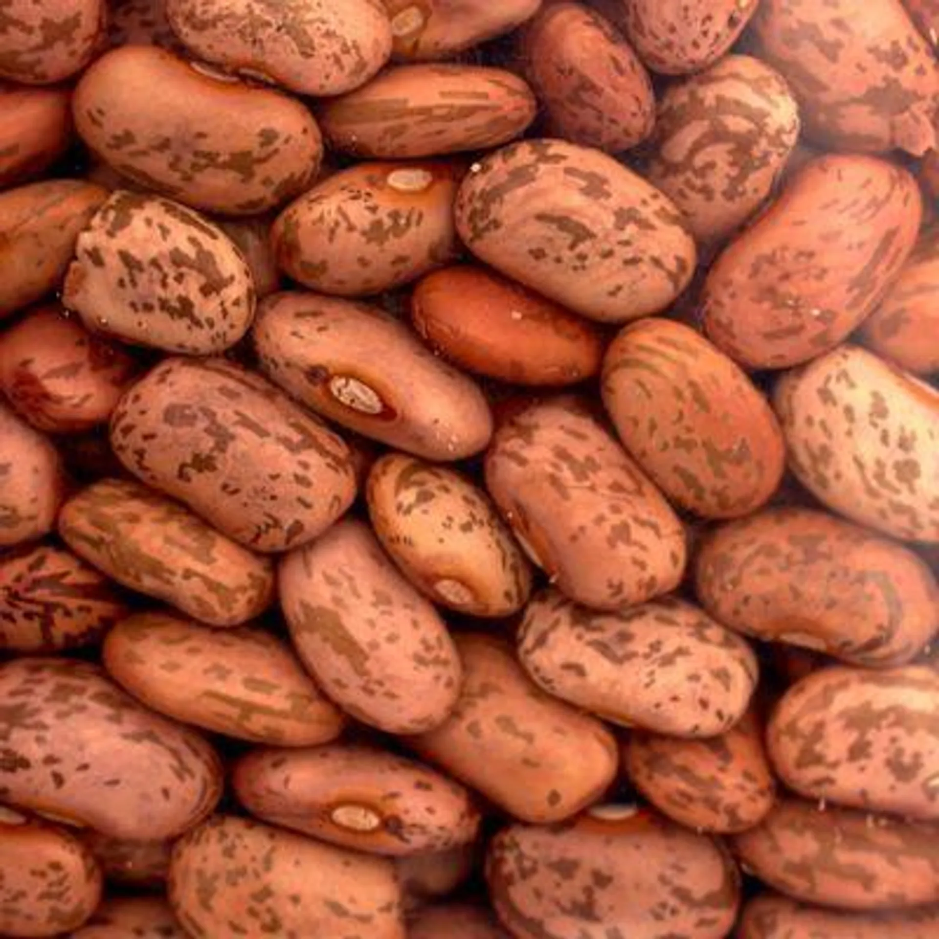 Organic Pinto Beans (Packaged)