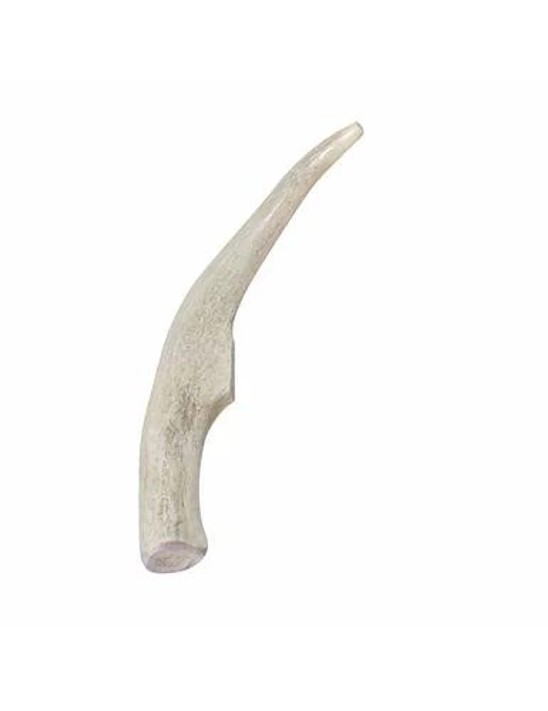 Primal Whole Deer Antler, Medium