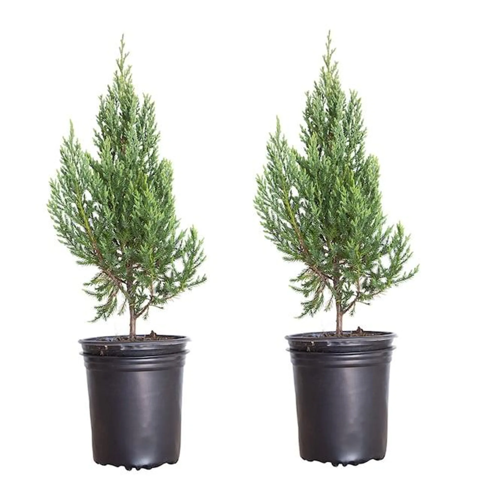 Flowerwood Green Blue Point Juniper Screening Shrub in 2.5-Quart Pot 2-Pack