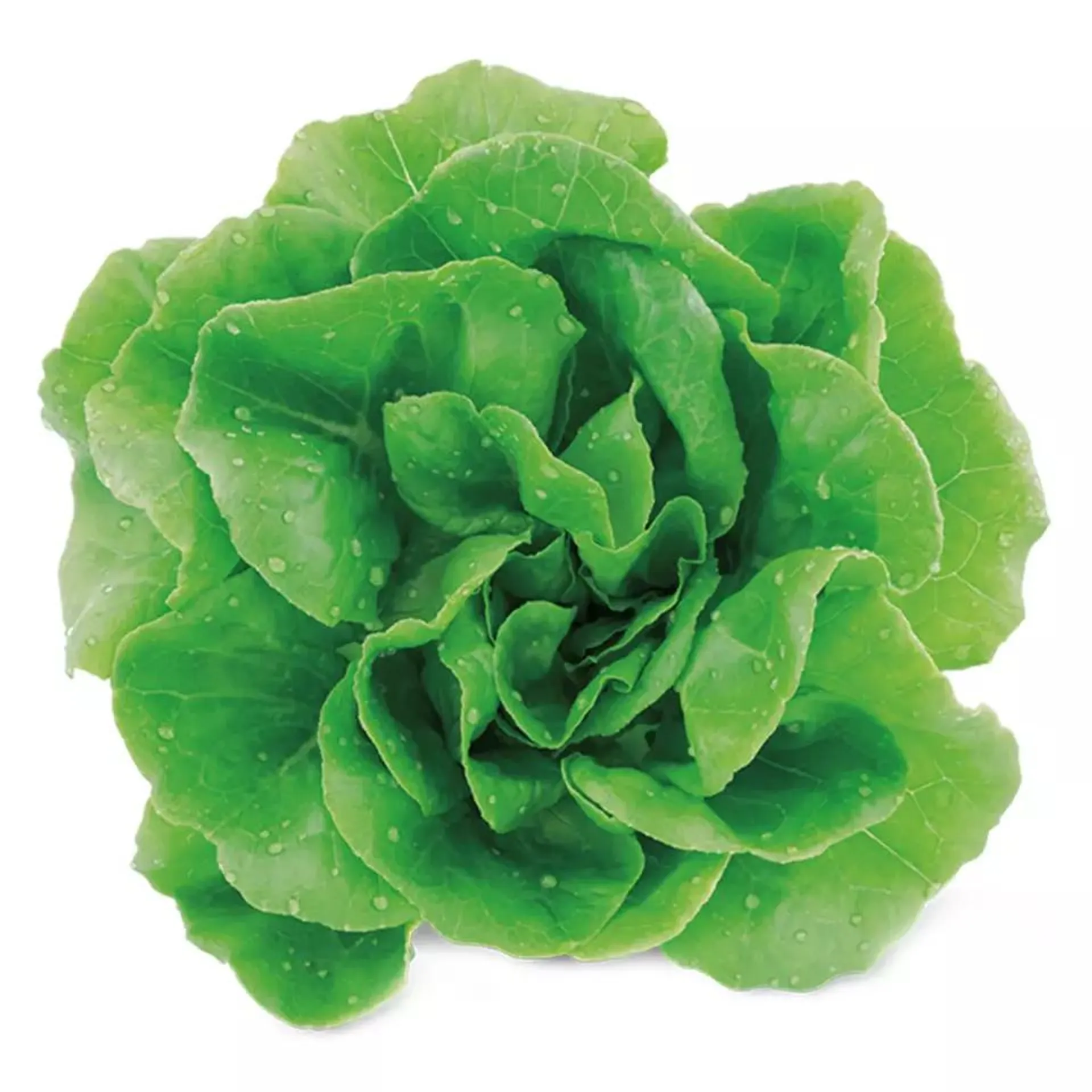 Boston Hydroponic Lettuce