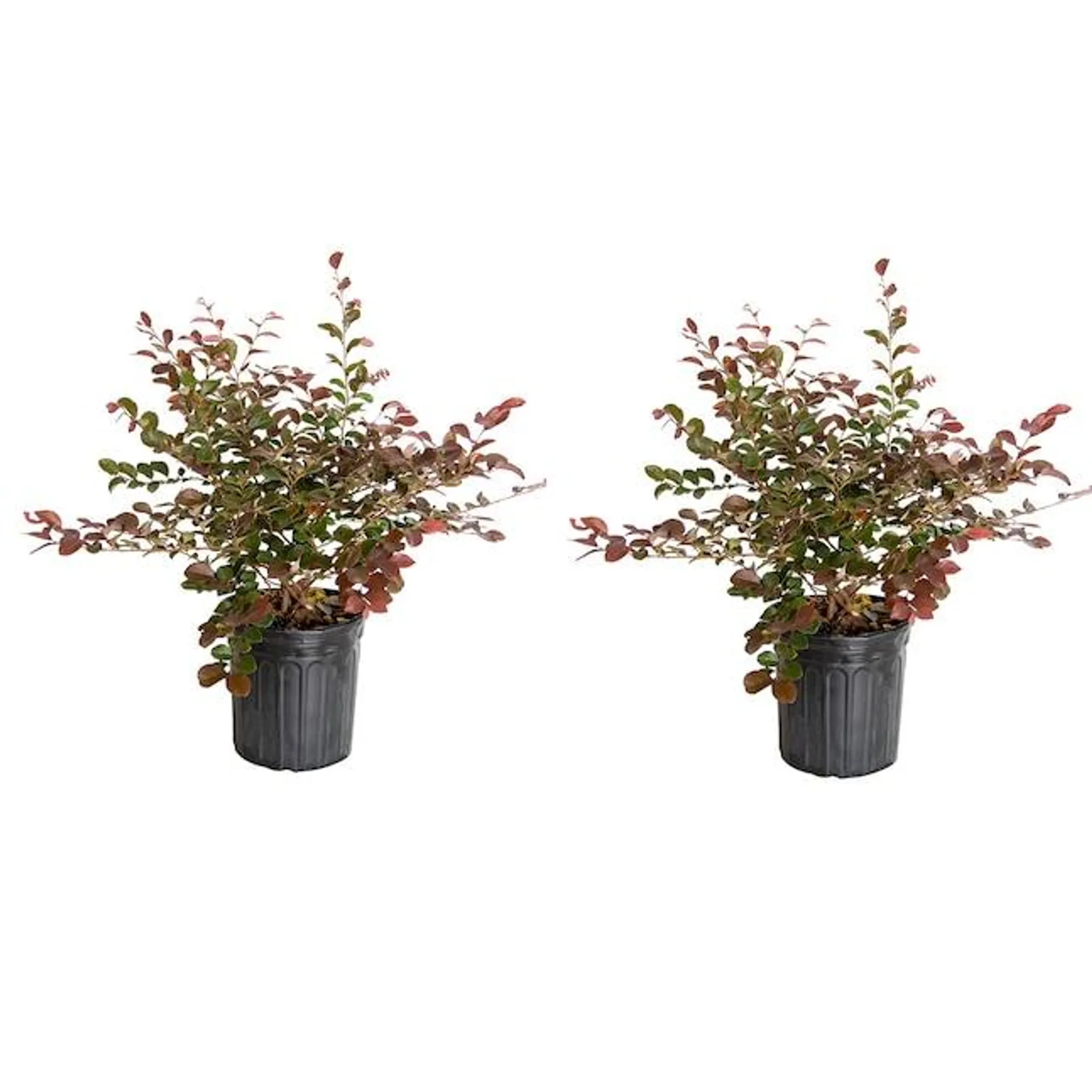 Flowerwood Purple Ruby Loropetalum Foundation/Hedge Shrub in 2.5-Quart Pot 2-Pack