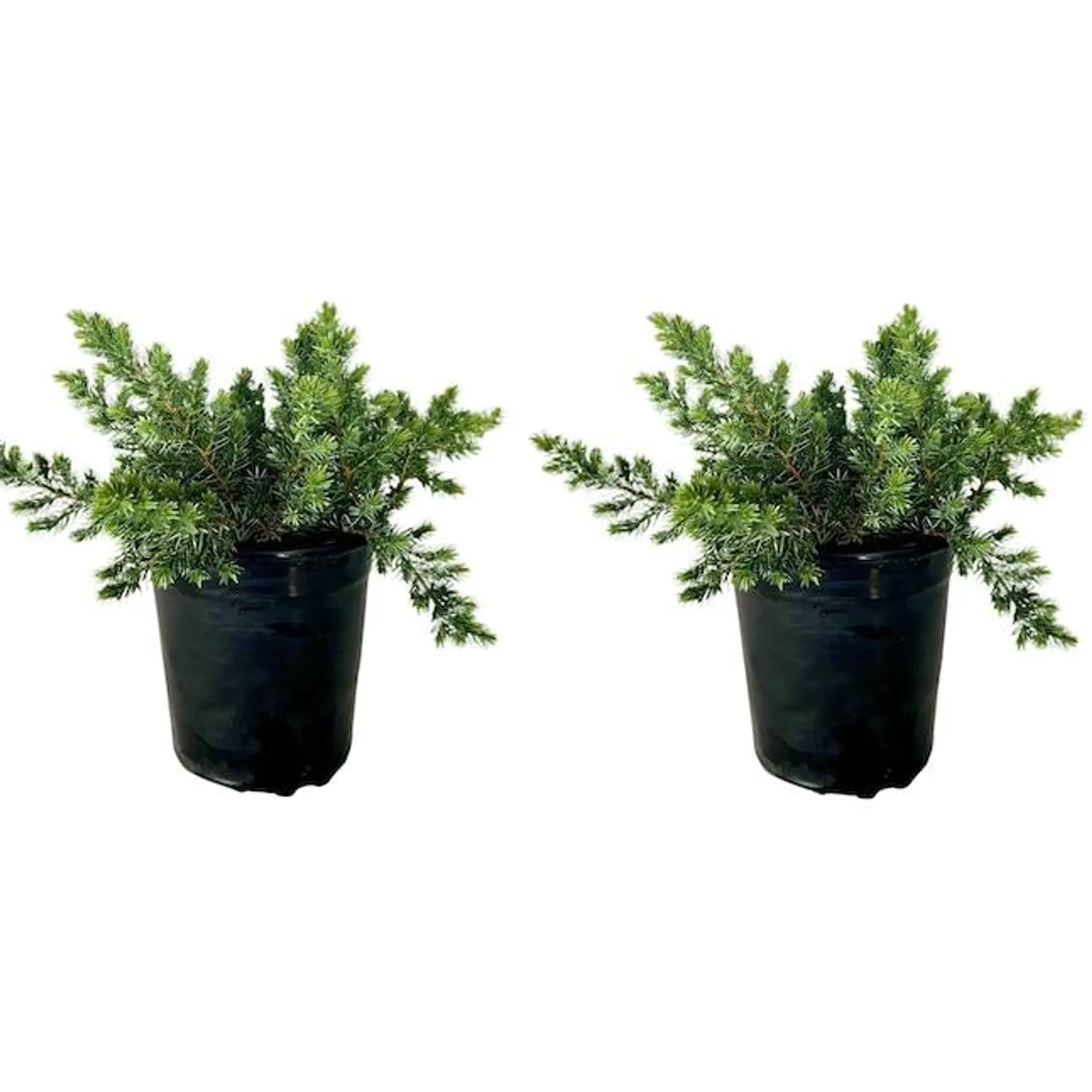 Flowerwood Green Blue Pacific Juniper Foundation/Hedge Shrub in 2.5-Quart Pot 2-Pack