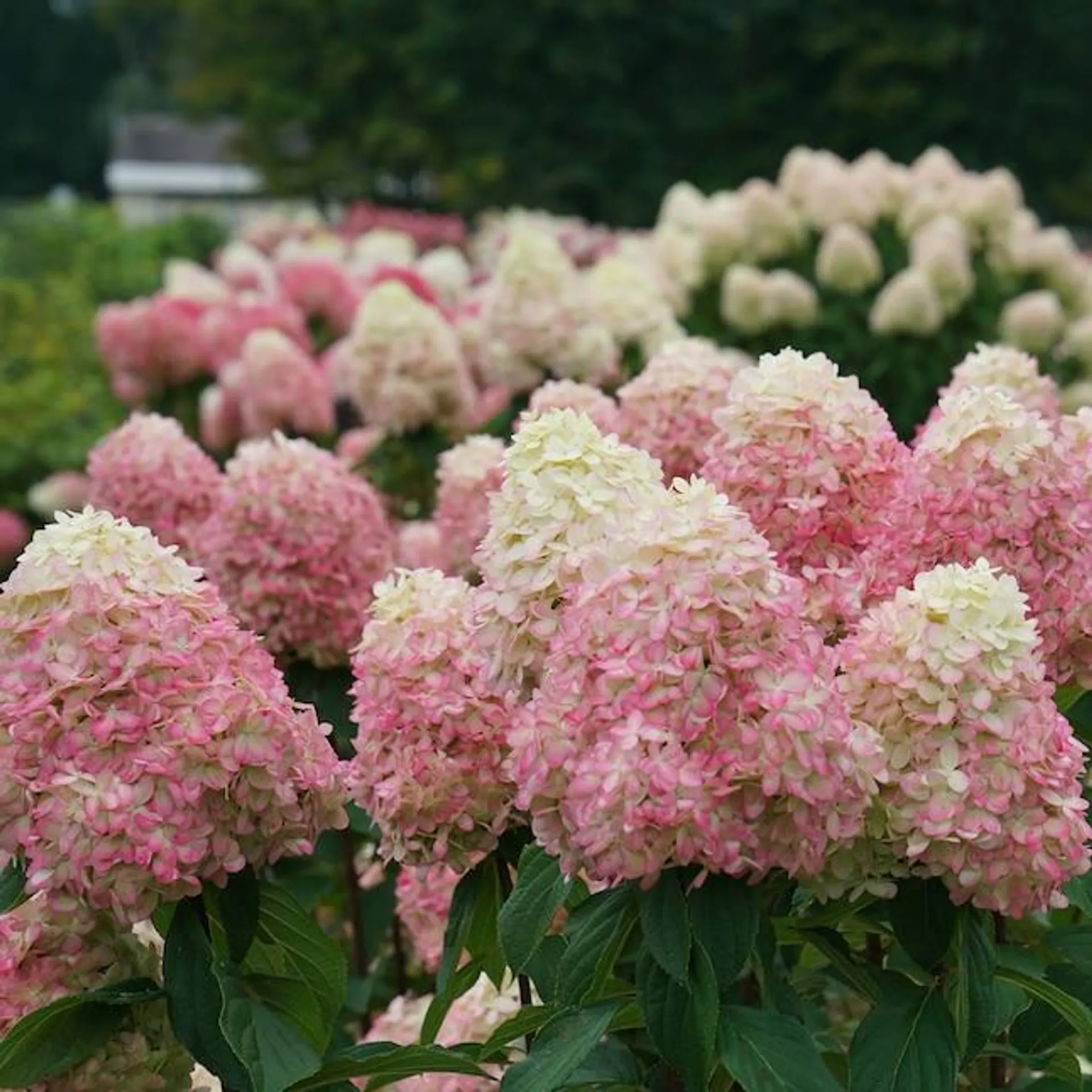 Proven Winners Multicolor Limelight Prime Panicle Hydrangea (Paniculata) Flowering Shrub in 1-Gallon Pot