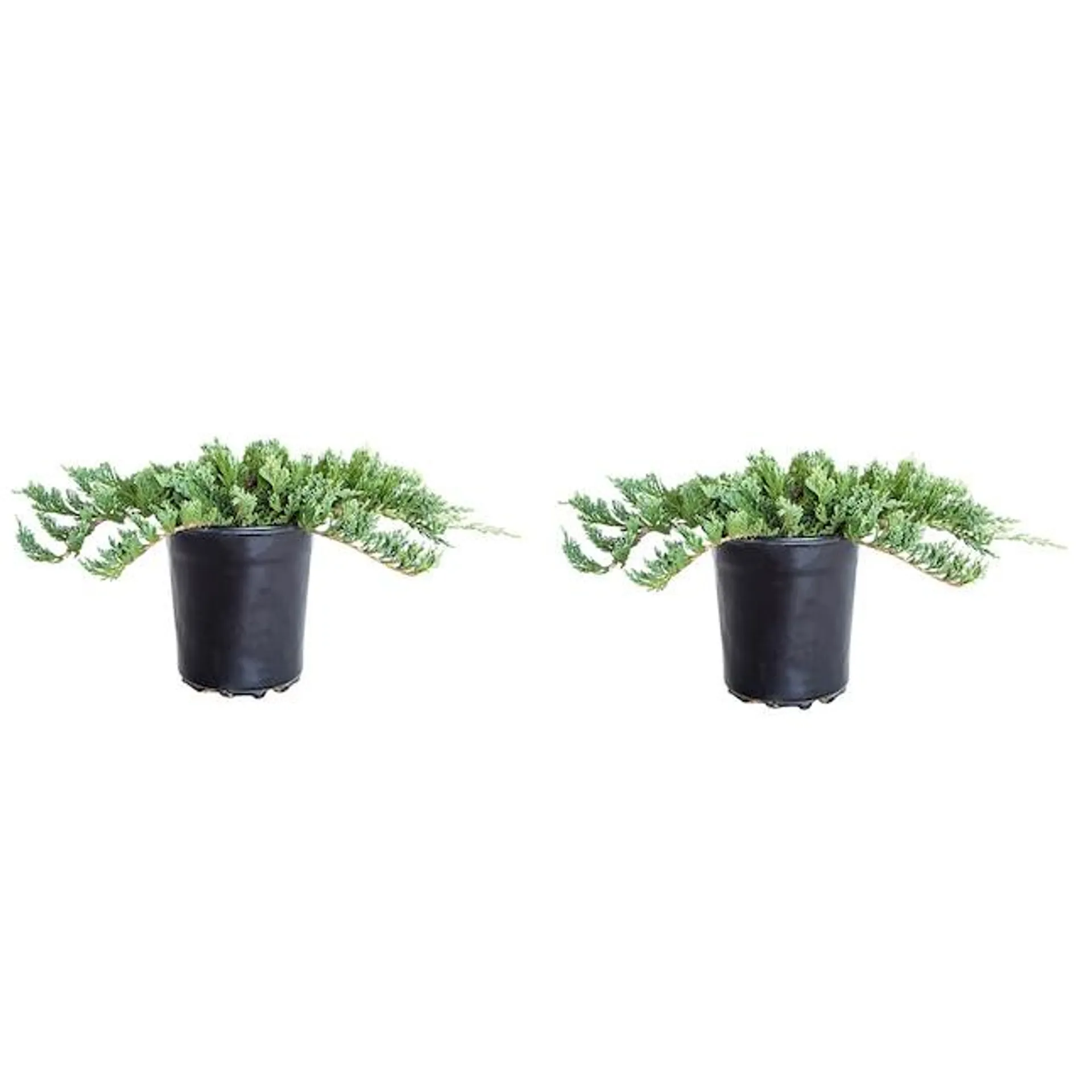 Flowerwood Green 'blue Rug' Juniper Foundation/Hedge Shrub in 2.5-Quart Pot 2-Pack