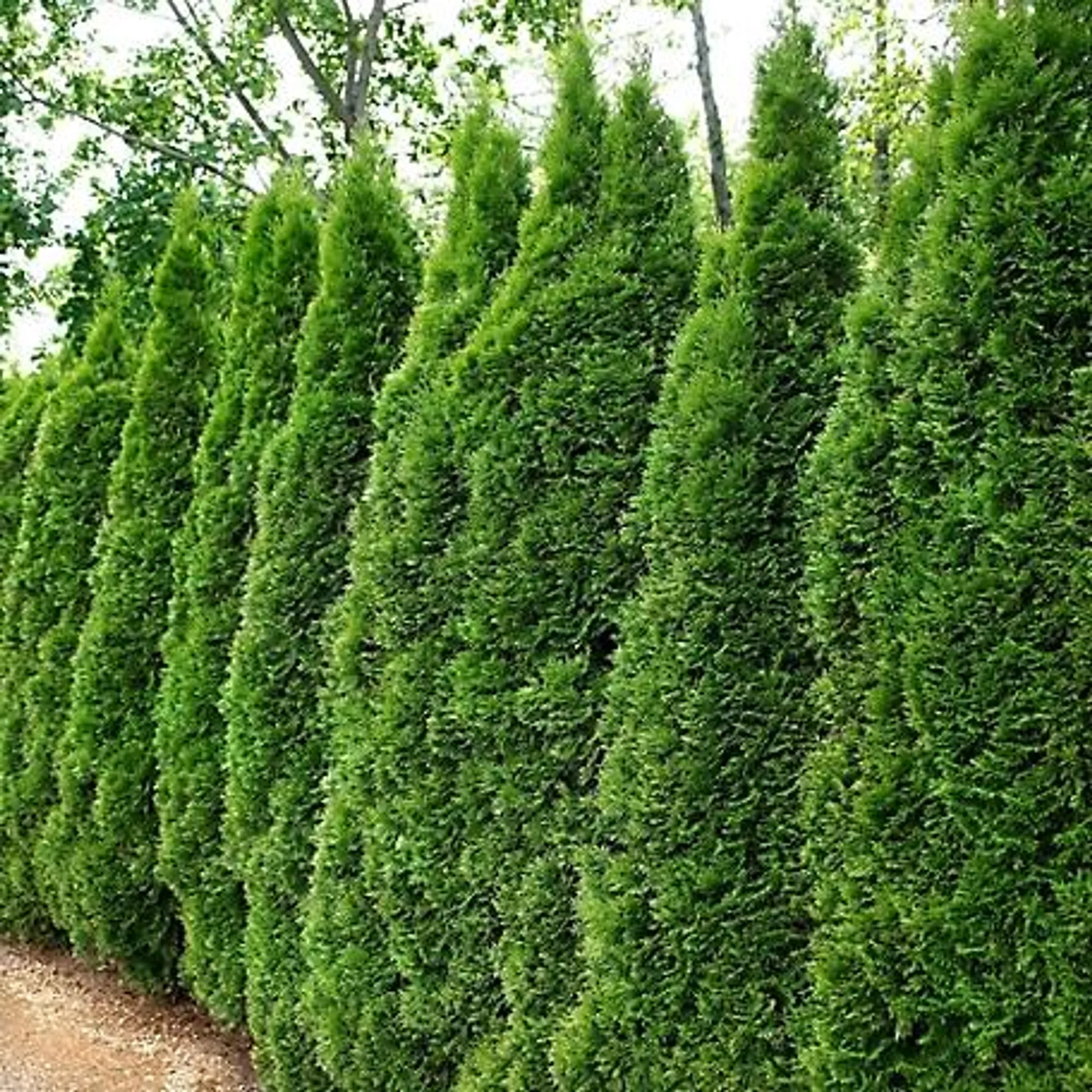 National Plant Network 2.25 gal. Arborvitae Emerald Green Tree