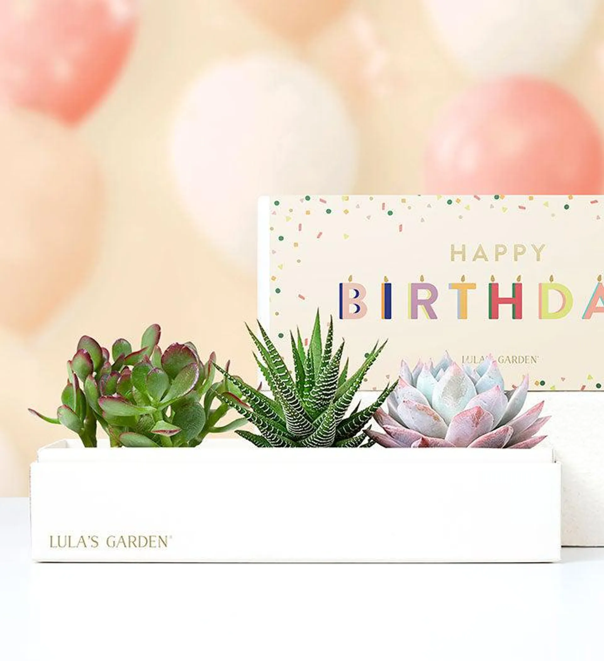 Happy Birthday Succulents by Lula’s Garden ®