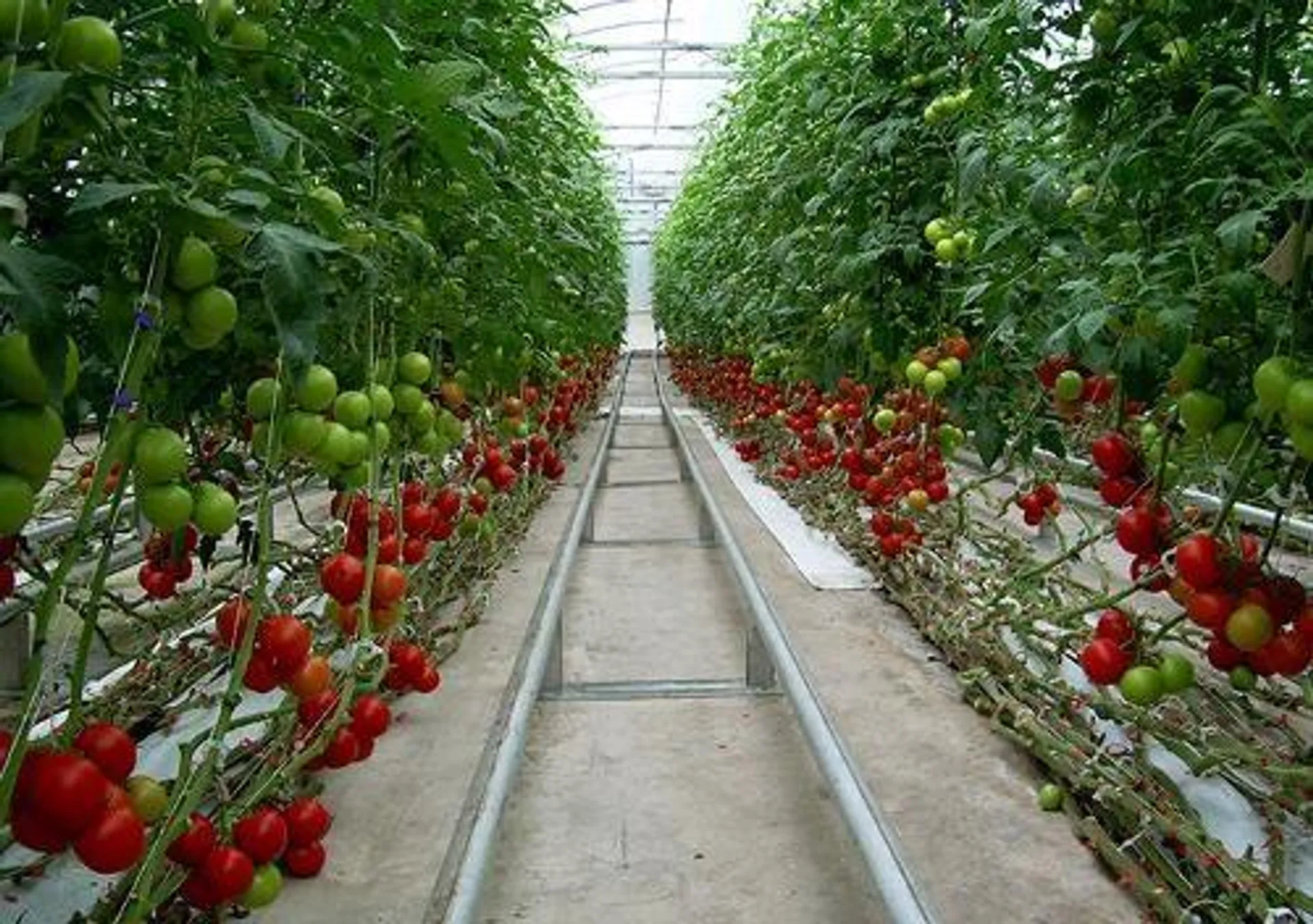 HYDROPONIC BEEF TOMATOES