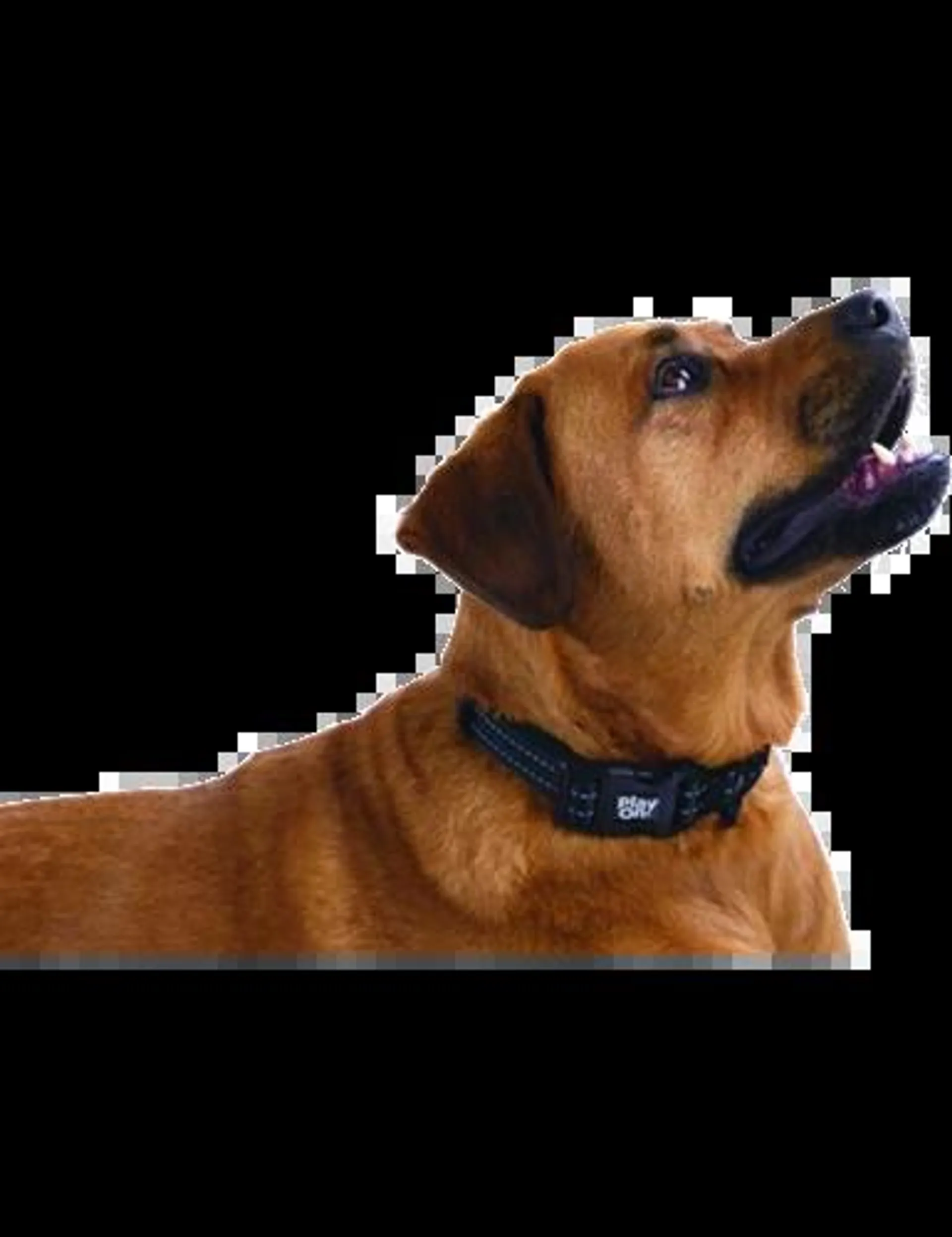 Play On Adventure Reflective Dog Collar, Black, Large