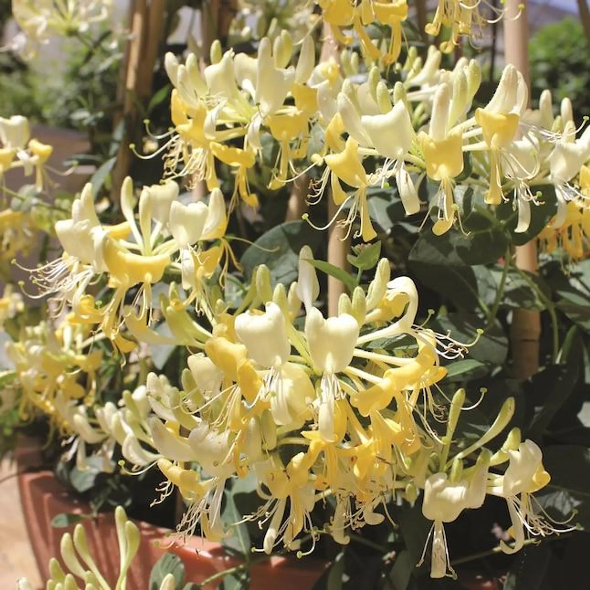 Proven Winners 'Scentsation' Honeysuckle (Lonicera) Flowering Shrub in 1 -Quart Pot 1.0 -Pack with Yellow Blooms
