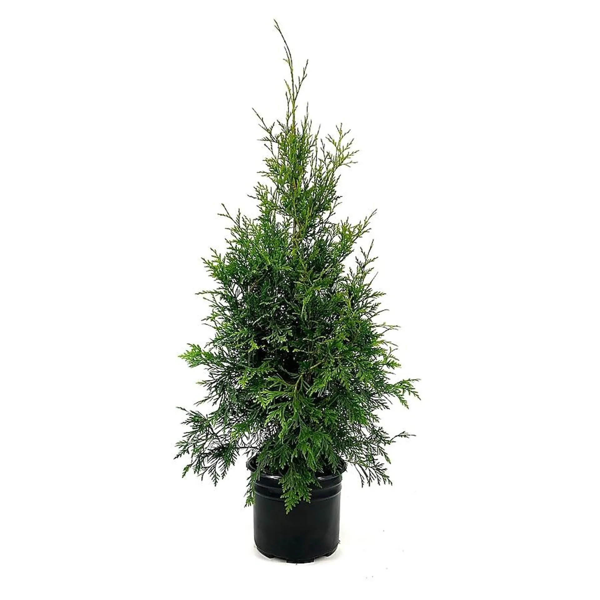 Green Giant Arborvitae Foundation/Hedge Shrub in 2.25-Gallon (s) Pot