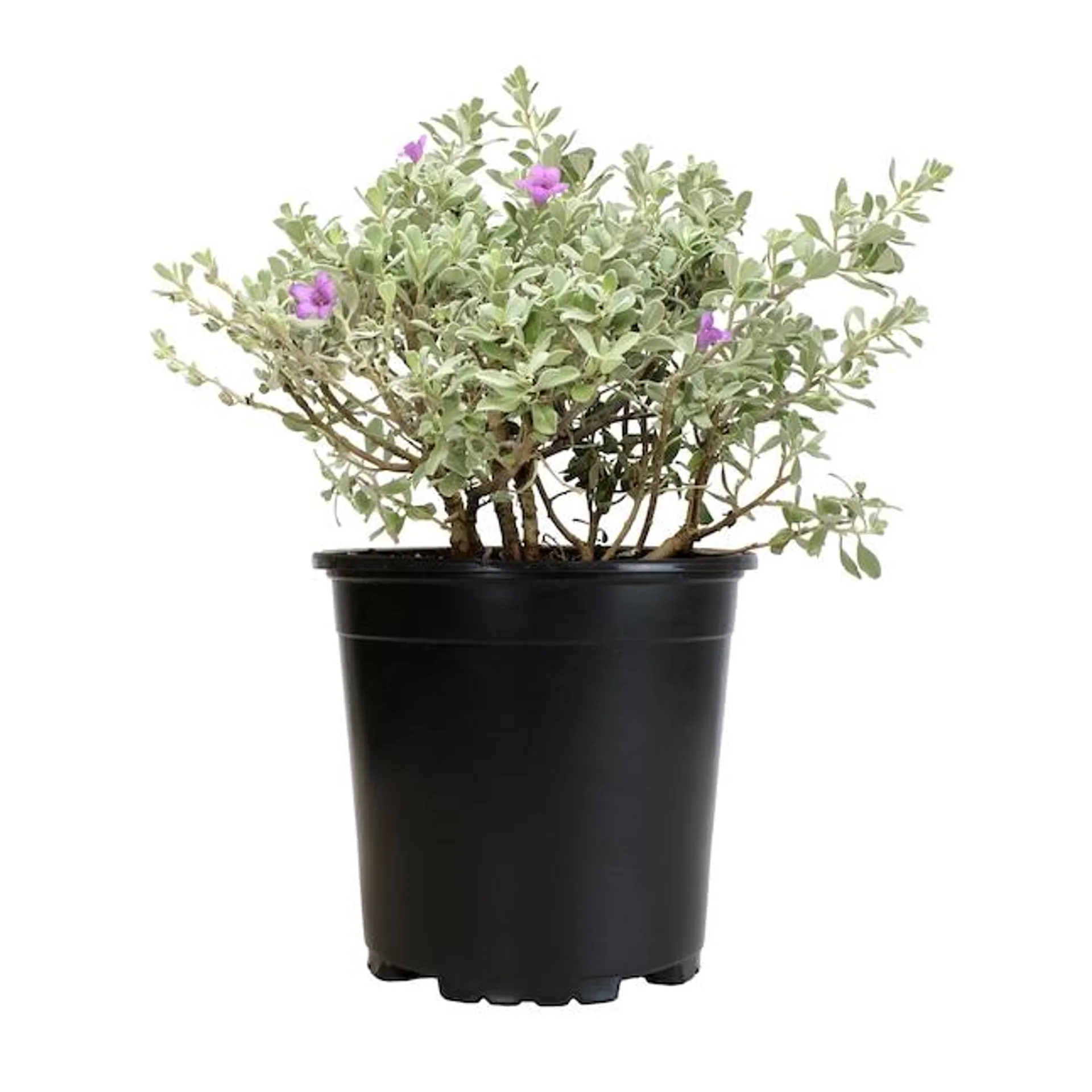 Altman Plants Purple Silverado Sage Flowering Shrub in 2.5-Quart Pot