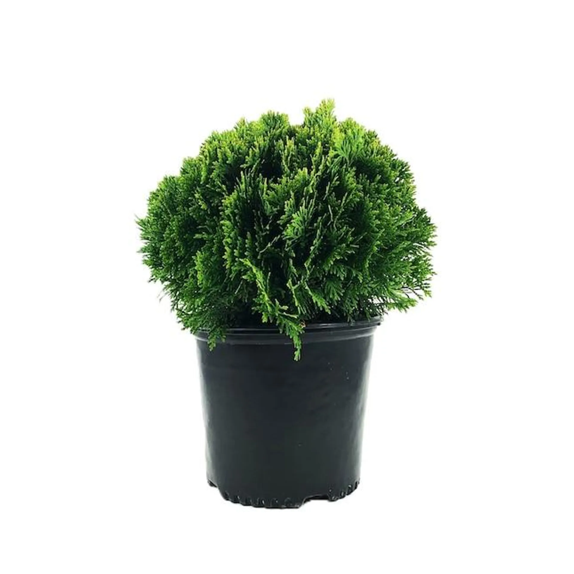 Danica Arborvitae Accent Shrub in 2.25-Gallon Pot