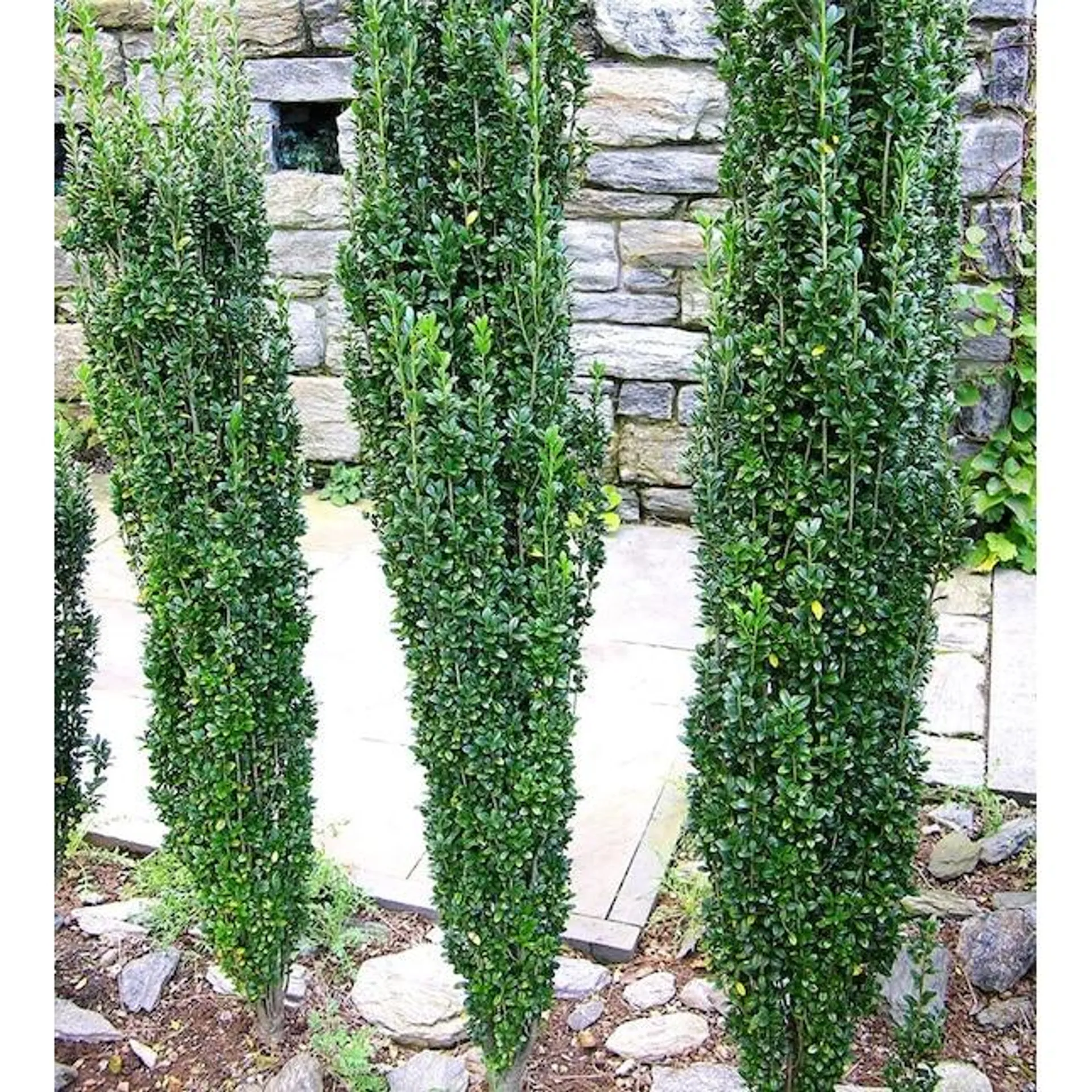 'sky Pencil' Holly Screening Shrub in 2.25-Gallon Pot