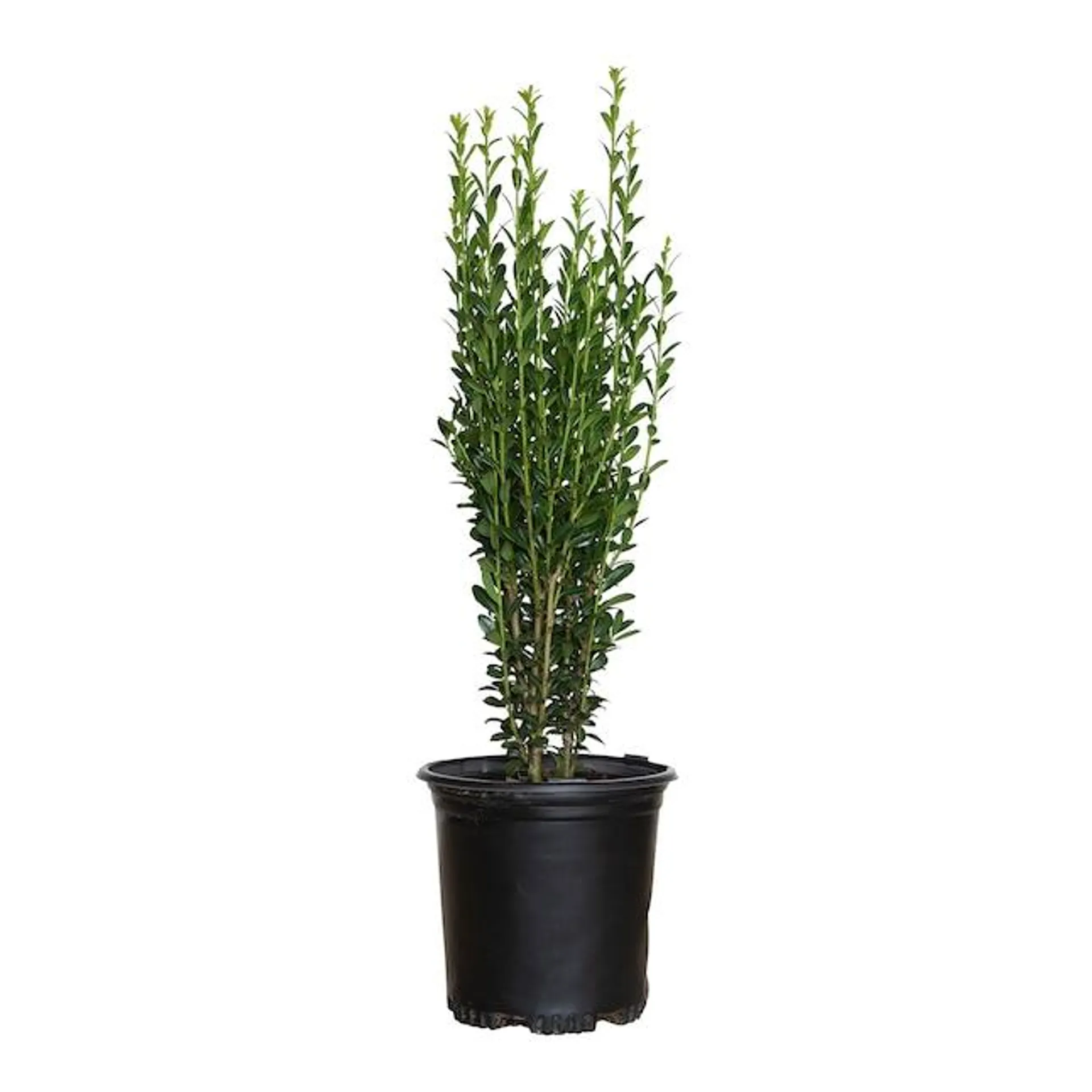 Flowerwood Sky Pencil Holly Screening Shrub in 2.5 -Quart Pot 1 -Pack