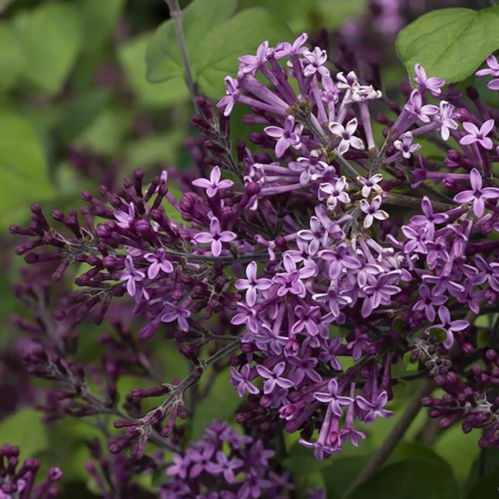 Proven Winners Purple Bloomerang Dark Purple Reblooming Lilac (Syringa) Flowering Shrub in 1-Gallon Pot