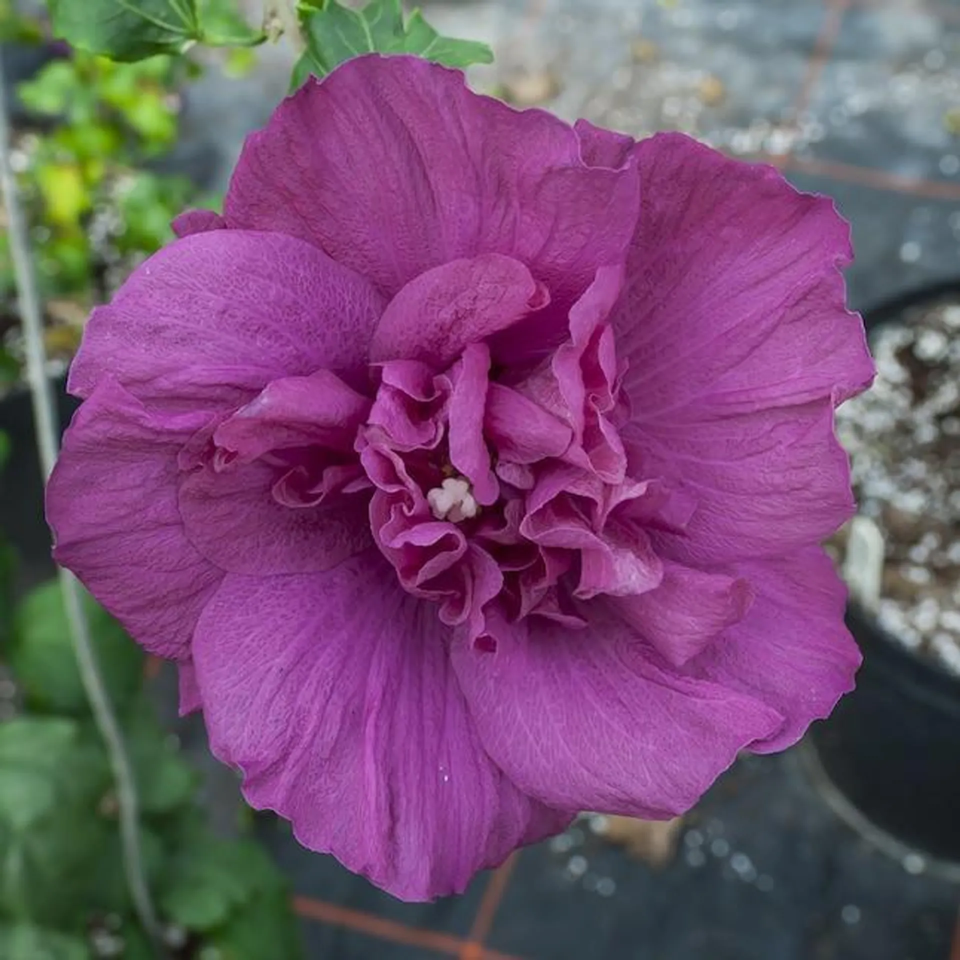 Proven Winners Magenta Chiffon Rose of Sharon (Hibiscus) Flowering Shrub in 1 -Quart Pot 1.0 -Pack with Purple Blooms