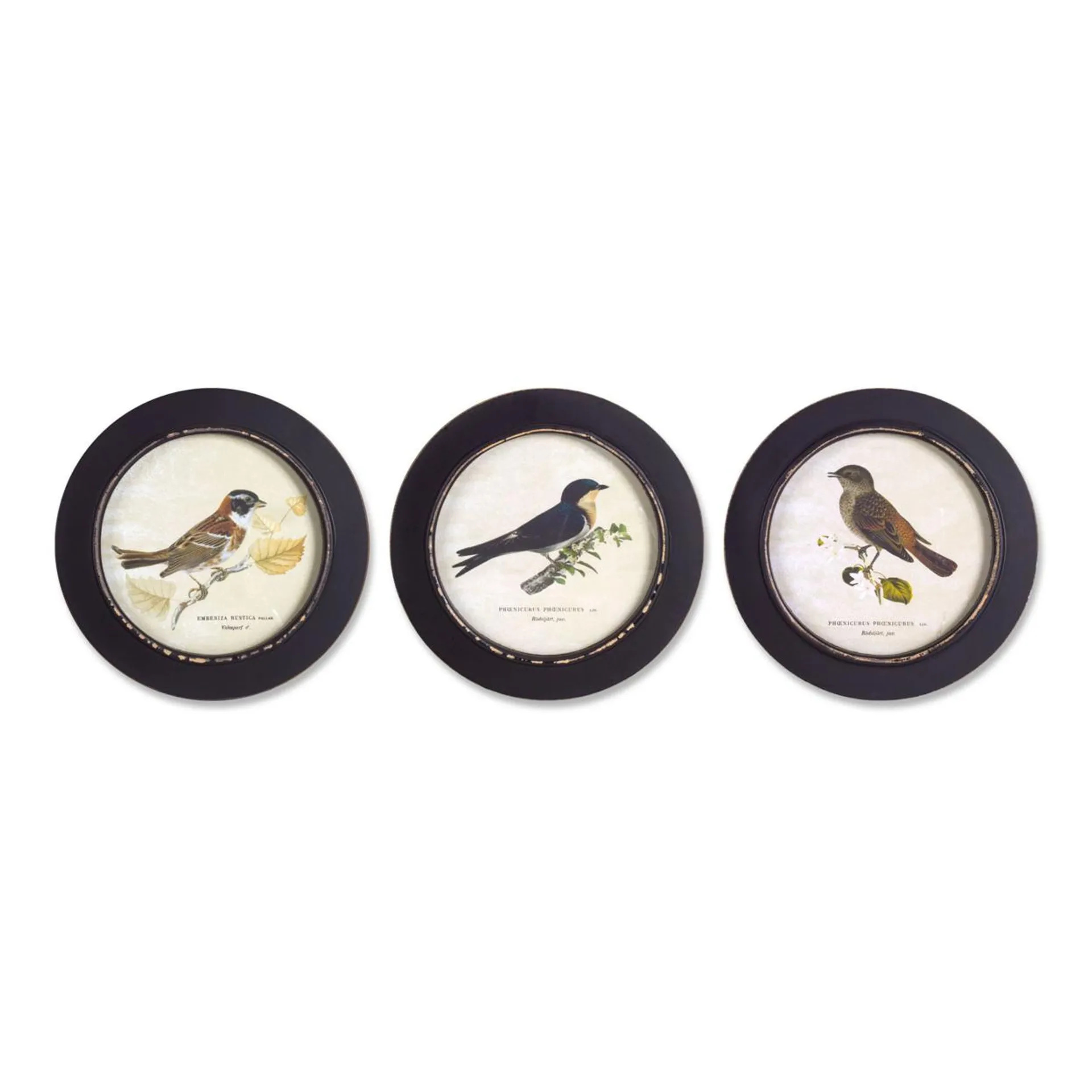 Melrose Home Decorative Framed Bird Print (Set of 3) 9.5"D MDF