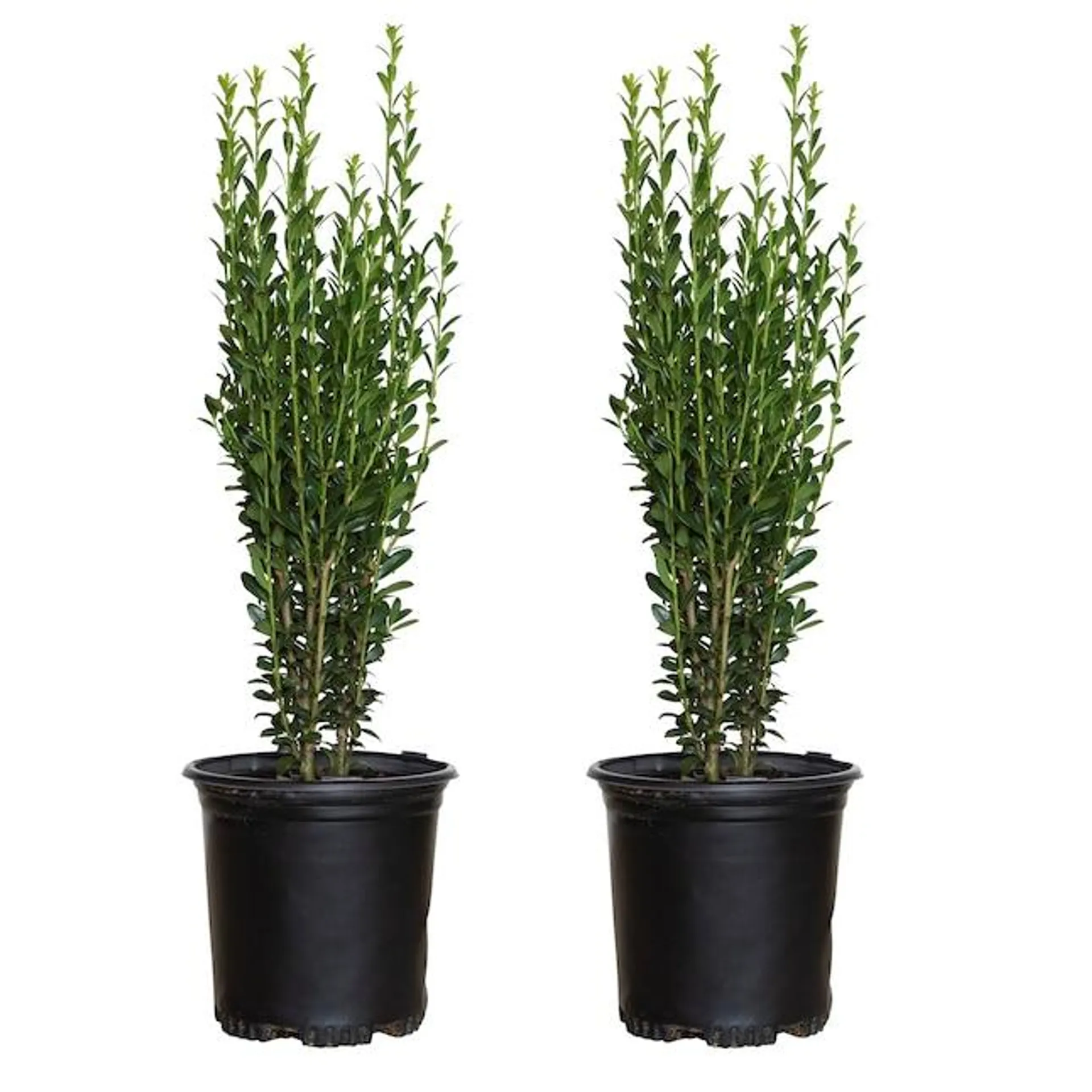 Flowerwood White Sky Pencil Ilex Holly Screening Shrub in 2.5-Quart Pot 2-Pack